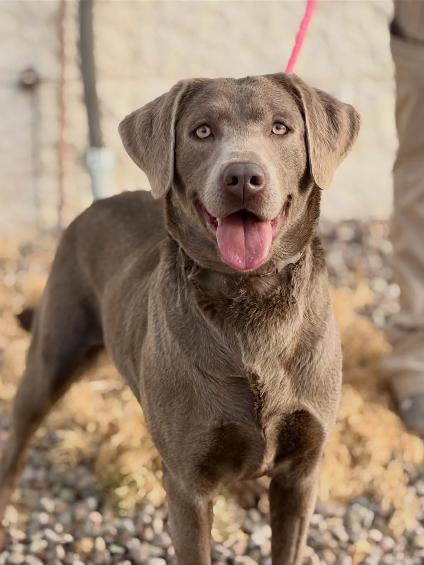 Look who&rsquo;s headed for @petmarfa!! Bonnie has been patiently (ish) waiting for her new family at the Pecos Animal Shelter. We figured that a dog *this* good looking just needed to be seen to be saved, so she&rsquo;s headed out for a field trip, 