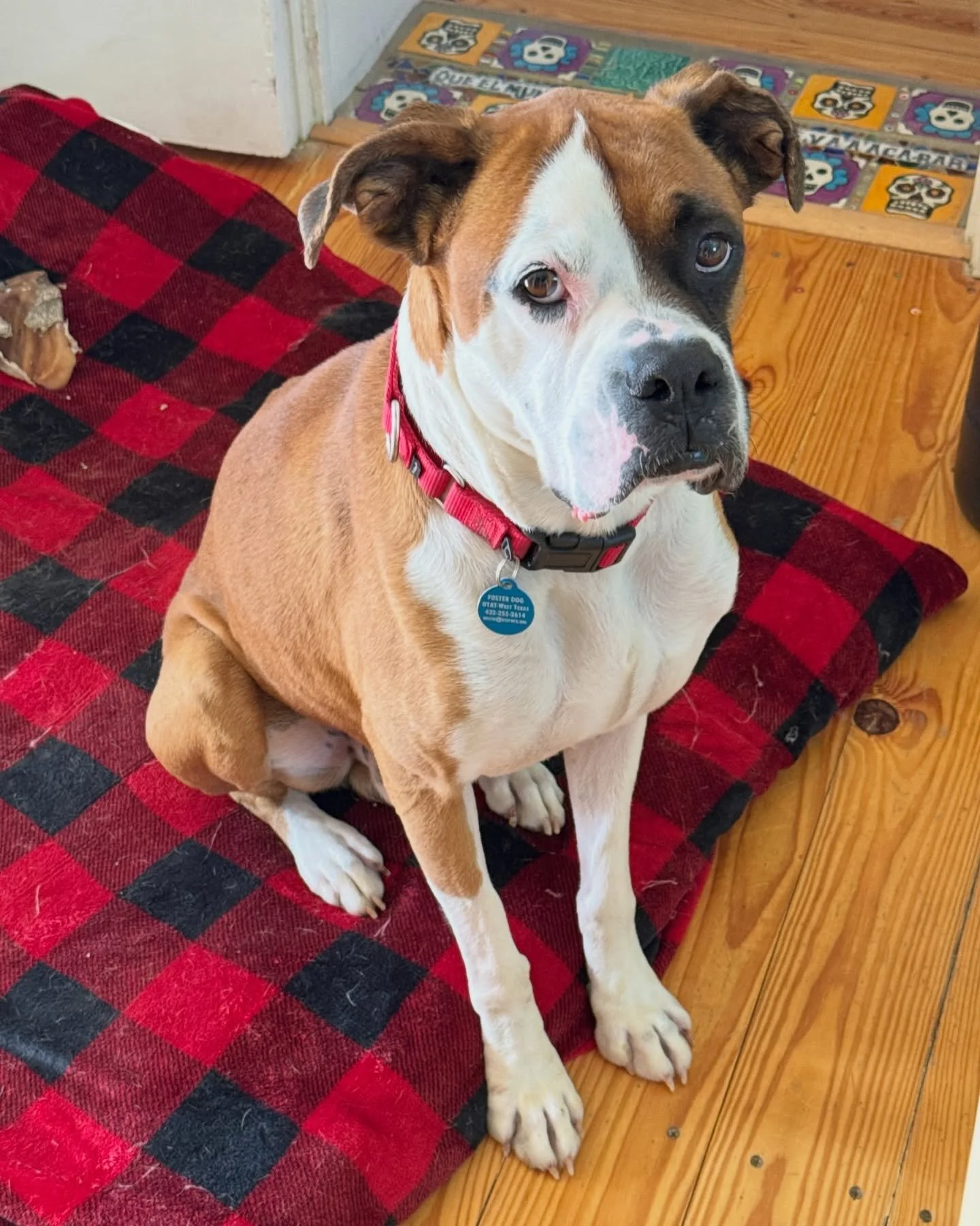 Swayze here to make sure he lets you know that nobody puts baby in a corner&hellip; the (big) baby being him. This &ldquo;Huggie Bear&rdquo; is not all grumbles &amp; boofs, he&rsquo;s got happy little tail nubbin (see last slide) and plenty to be wa