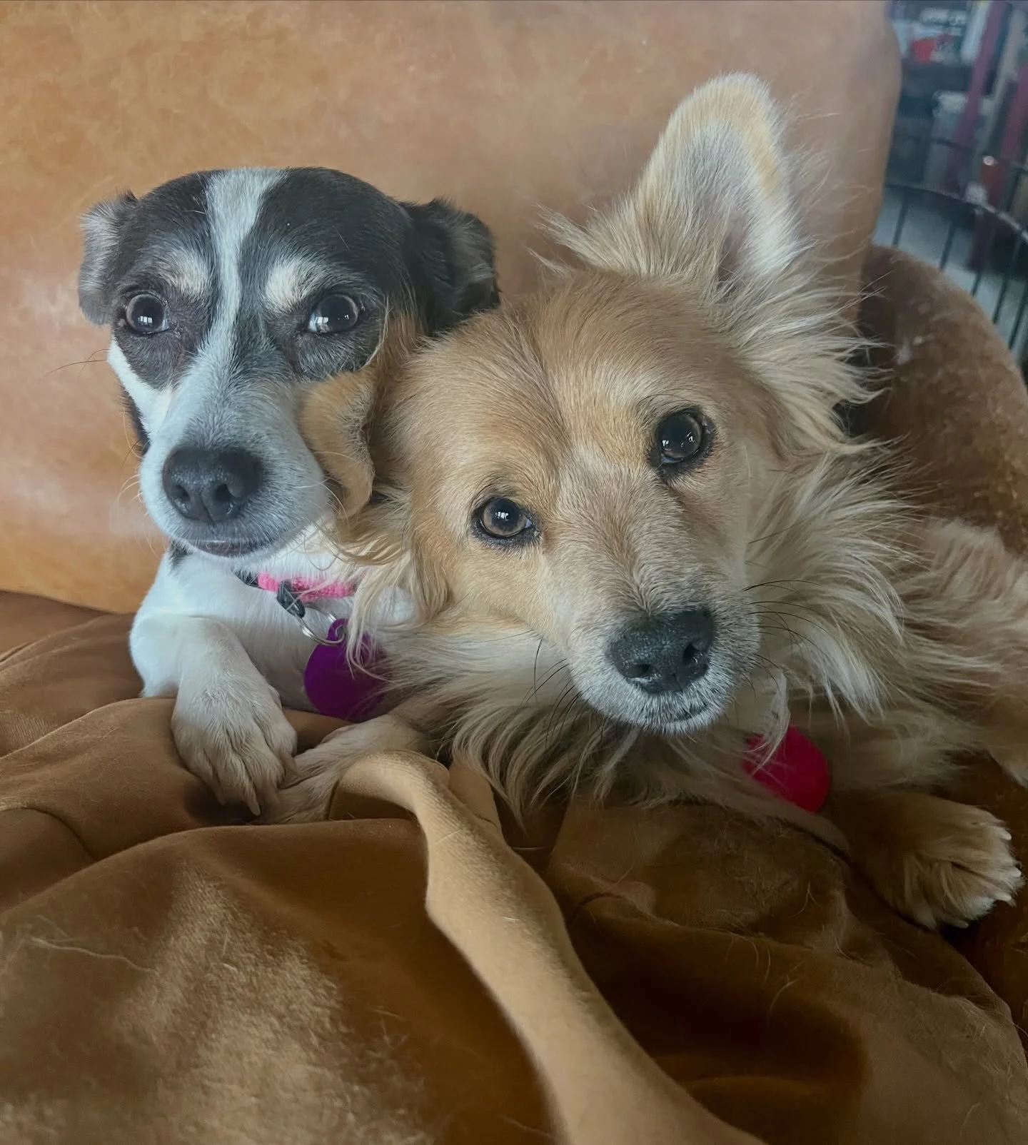 Happy Valentine&rsquo;s Day from two sweet dogs whose bond can&rsquo;t be broken. ❤️❤️ But just because they love each other doesn&rsquo;t mean they don&rsquo;t have love leftover. Empire and Apple are ready to let their forever human(s) into their c