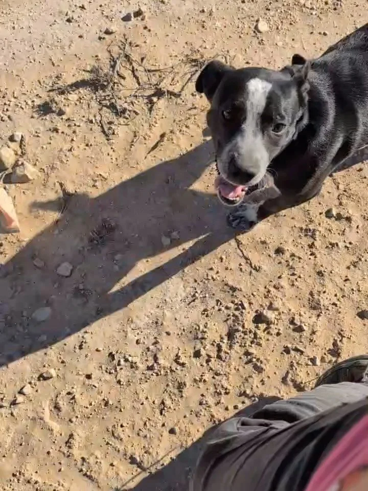 Get yourself a dog who looks at you like Pinto looks at her foster mom!! Pinto was picked up several weeks ago - skinny and wounded - from a lonely stretch of Pinto Canyon Road outside of the safety net of any shelter. She&rsquo;snine months old and 