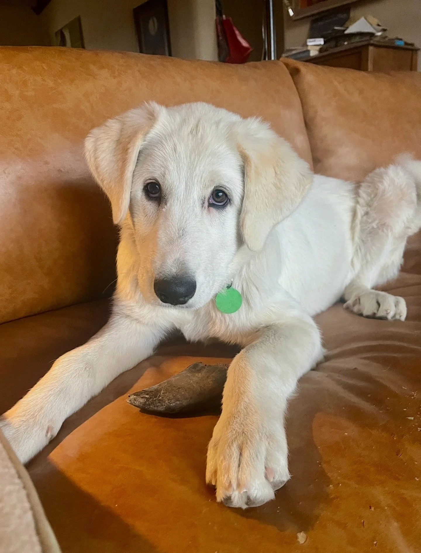 Why the sad eyes? Because we know SO MANY Great Pyrenees lovers and none of them have done our adoption survey for Soho! 

Soho is a spayed female GP who is 6 months old and about 50 lbs. She hails from Presidio, is living very happily with other dog
