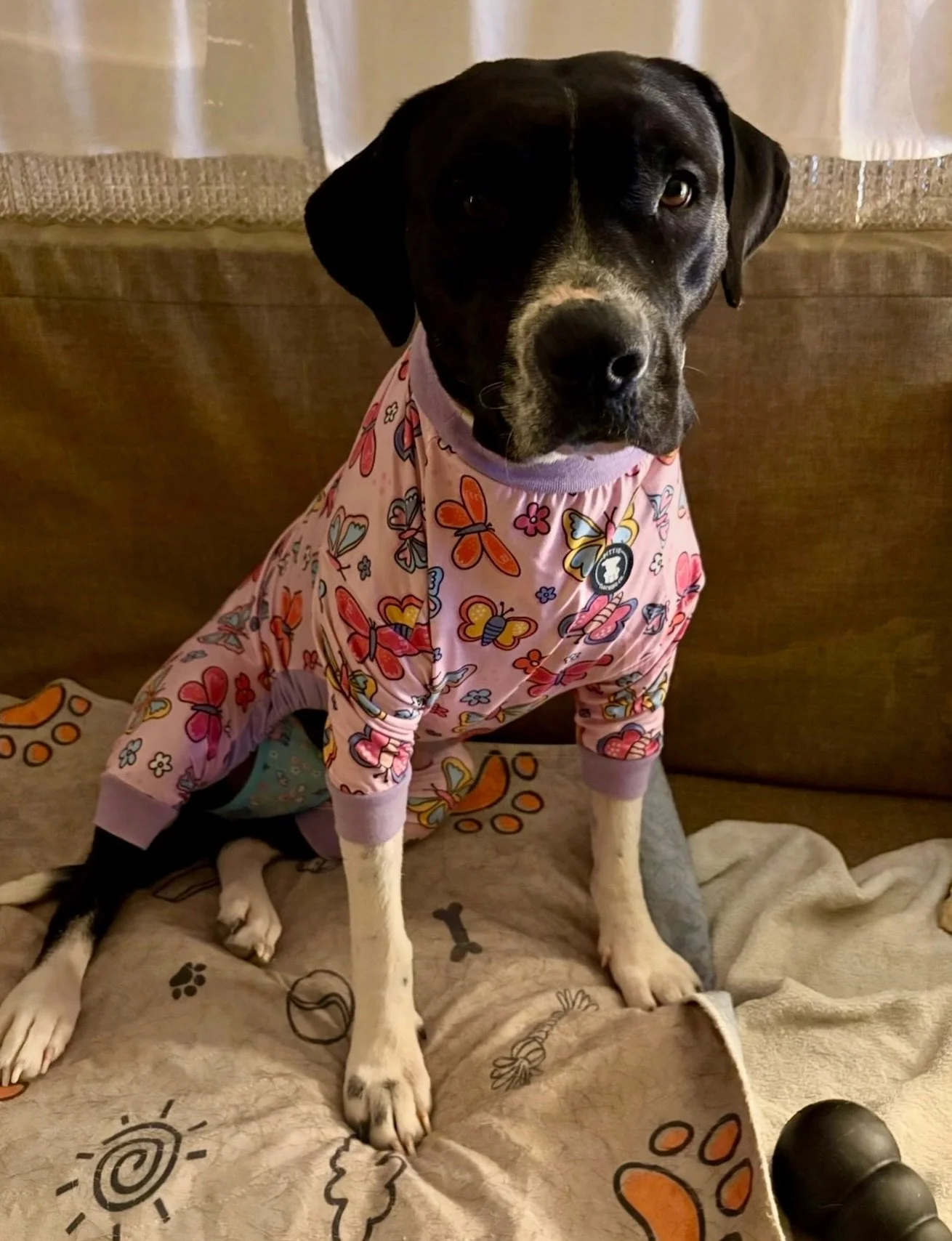 Lady Mae sure is getting cozy in her foster home but it would be even better if she could be doing her naptime routines in her forever home! What a thrill to watch Lady Mae go from squalor and neglect to couches and pajamas! 

Lady Mae is a wiggly do
