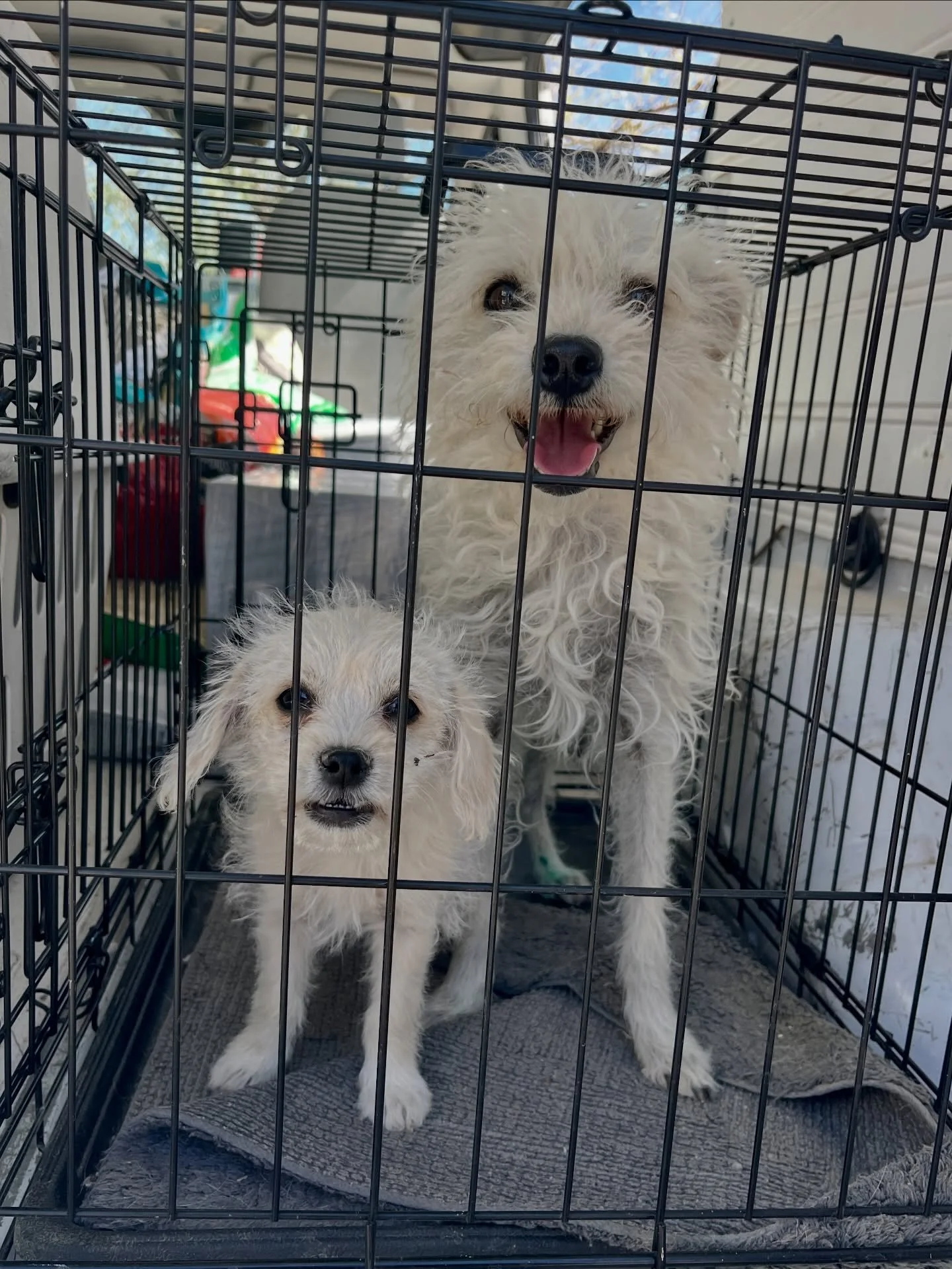 FGF: As you know, our small staff/band of vols are so hard at work preparing for our Rescue Wangler&rsquo;s Ball next Saturday (can&rsquo;t wait to see you there)! But right alongside big lifts like designing our program, putting new merch into inven