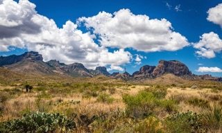 The Rescue Wranglers Ball online auction opens tomorrow at noon (CST) and we&rsquo;re giving you a sneak peak at the lineup!

This online auction features items that will be available to bid only through the auction webpage and will stay open through