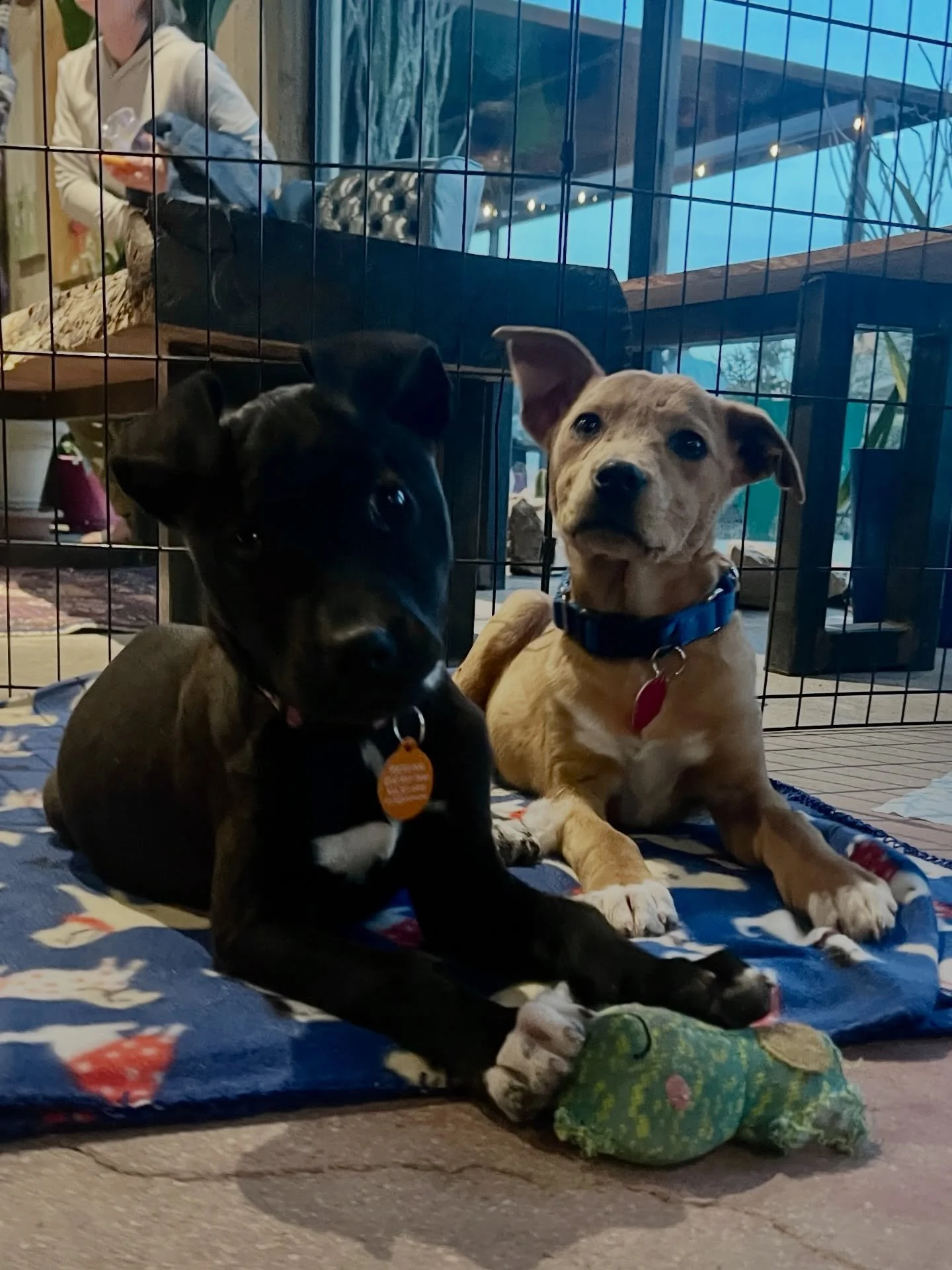 Can we keep sisters HoneyBun and BabyCakes from going back to the Marfa Shelter? We just need a foster to say yes! These pups are through the vet and hoping that tomorrow (or asap!) they can go home to a cozy bed and cuddles instead of the concrete l