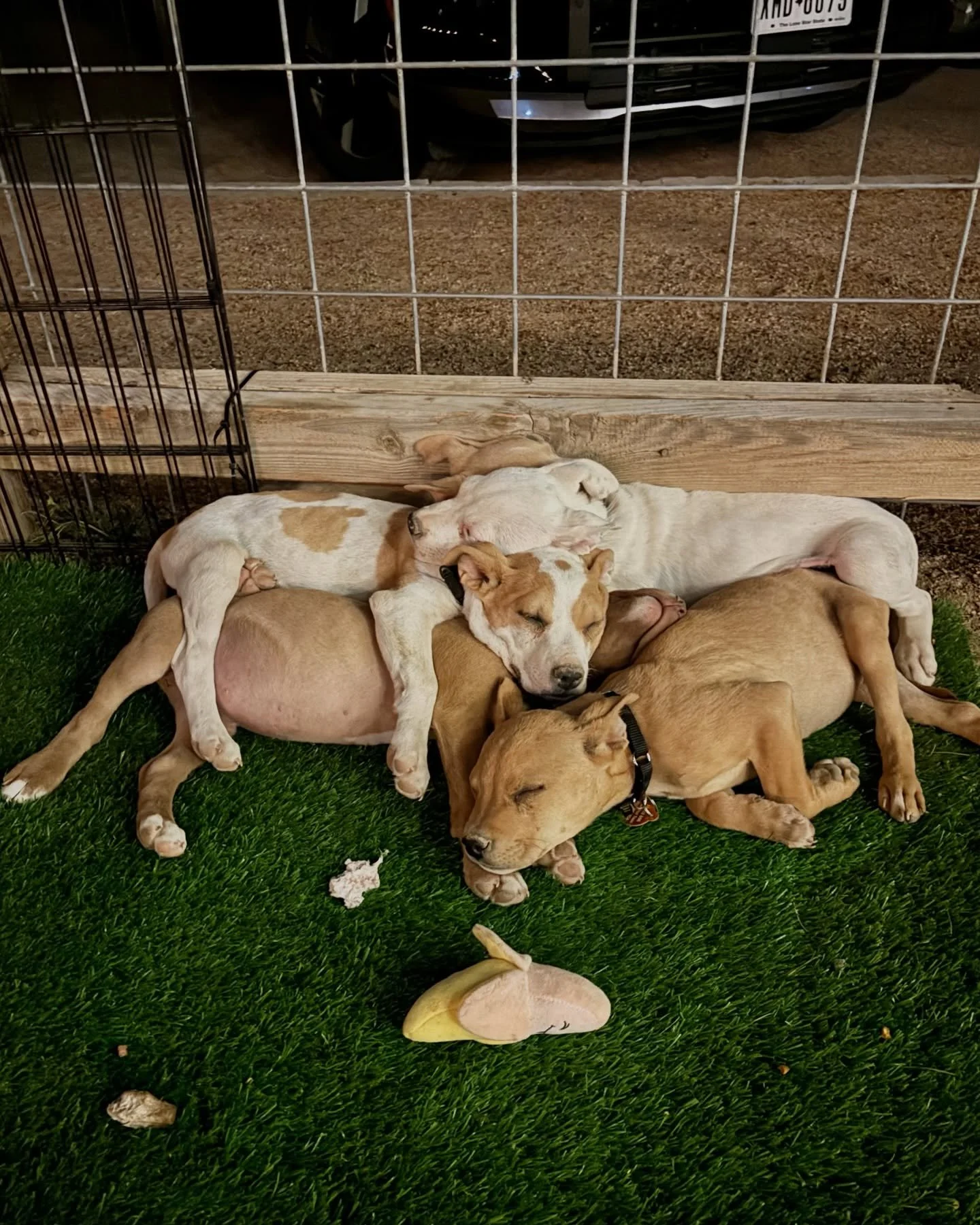 Out like a light after a big night. 🐾

The first-ever Rescue Wrangler&rsquo;s Ball proved what Change on the Range really means &mdash; community, near and far, standing up for West Texas pets. From Marfa to Portland and beyond, our village(s) showe