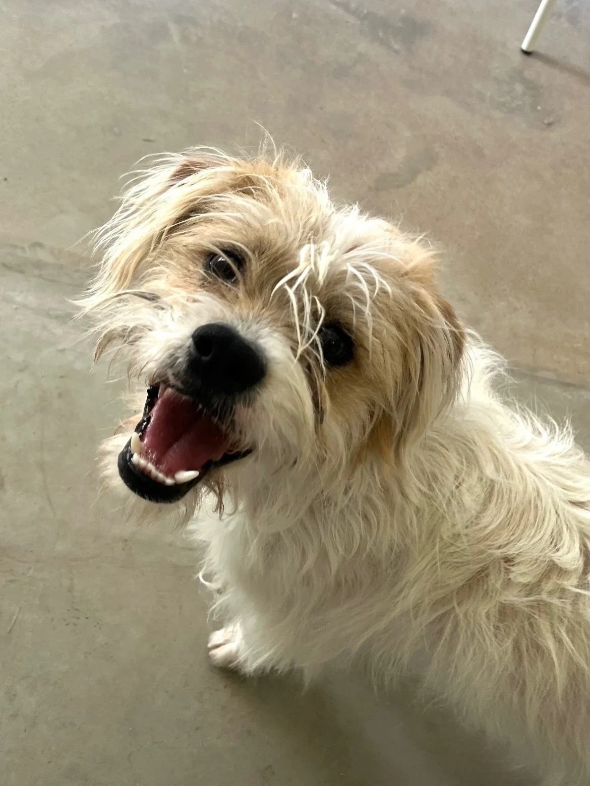 Gingerbread is looking for a forever home! This 1 year old buddy is 27 lbs of sweet n&rsquo; scruffy. He loves meeting people, going on walks, spending time with his long lasting chews, and snuggling. Bonus traits: his little snaggle-toothed smile an