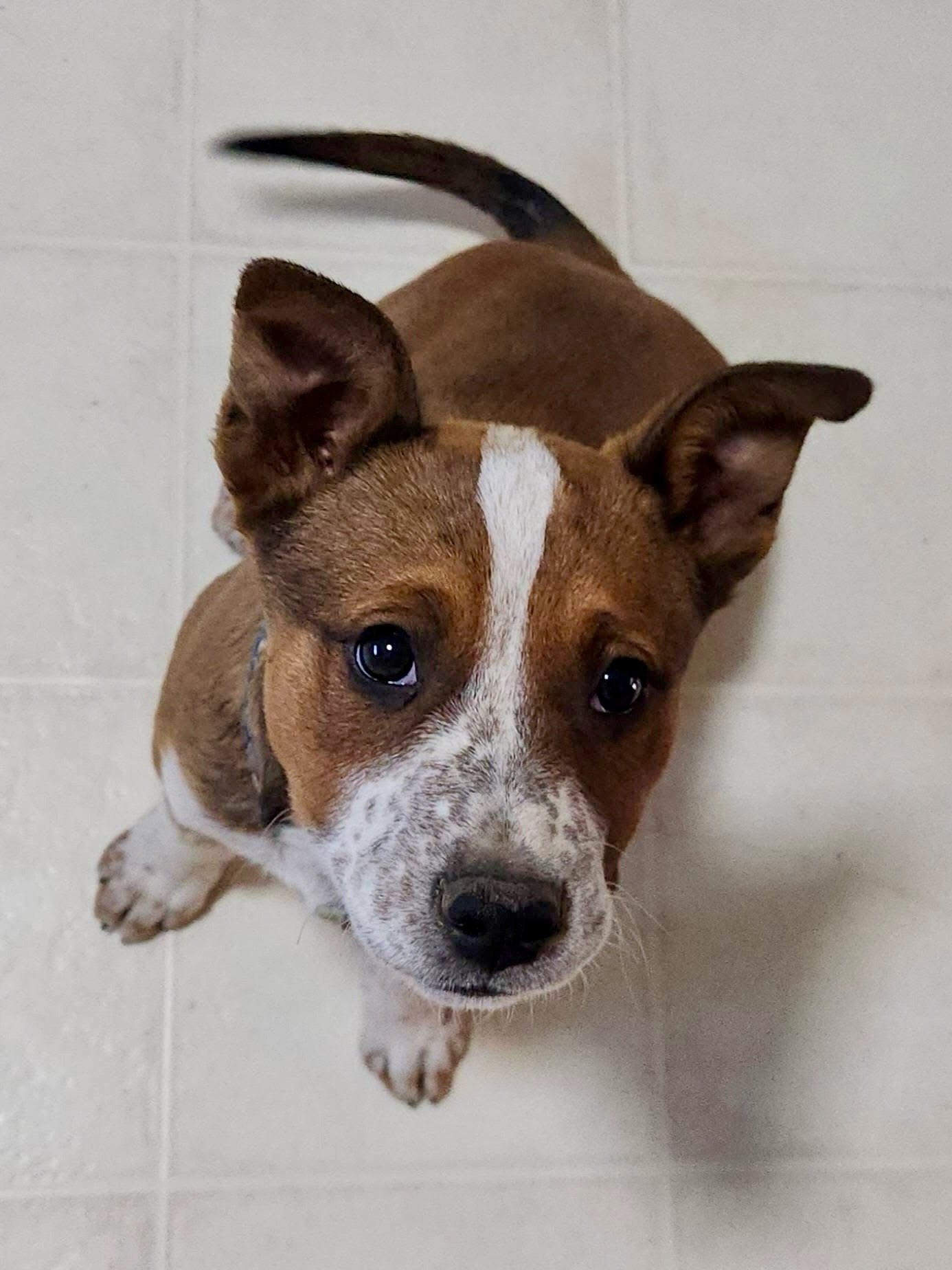 Bourbon is a 14 week old red heeler mix who is ready to be adopted! He loves other dogs, is super playful, naps hard, and is getting a great education in all the good boy skills (like house-, leash-, and kennel-training. 

Take him from street dog to