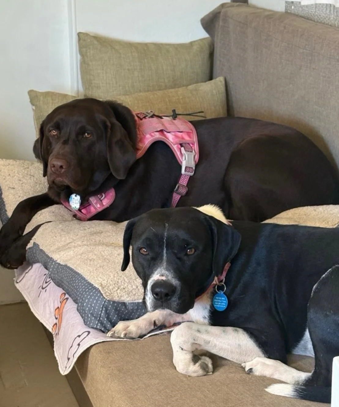 Lady Mae (that black and white beauty!) is one of our last two Terlingua Ranch cruelty case dogs looking for a home! She&rsquo;s patiently showing off both her dog sociability, her leash skills, and her excellent house manners, but the weeks are goin