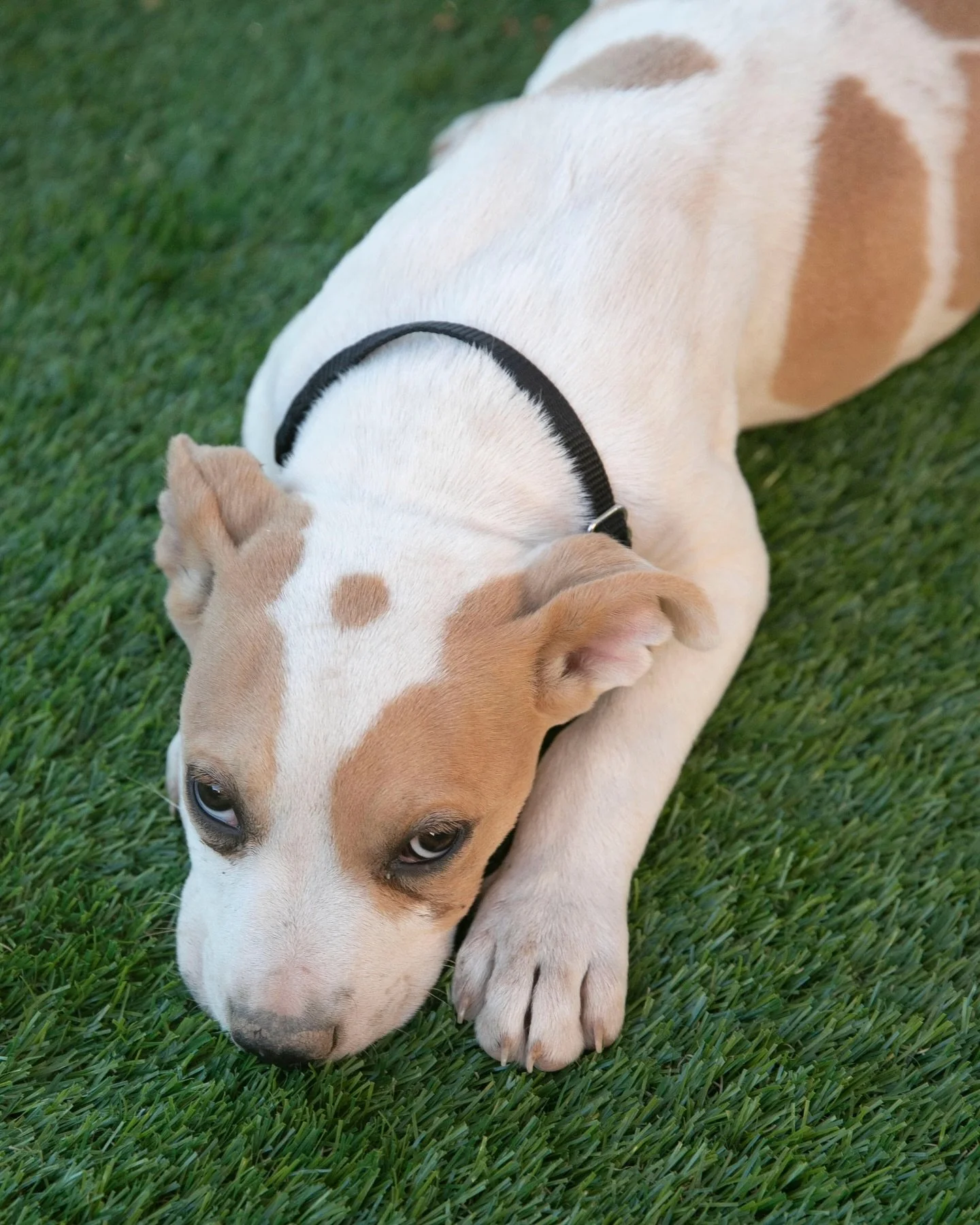 A week later and we&rsquo;re still feeling the ripple effects of the first-ever Rescue Wrangler&rsquo;s Ball. 

Thank you to our presenting sponsors, Best Friends Animal Society and Tito&rsquo;s Handmade Vodka, and to every sponsor, donor, partner, v