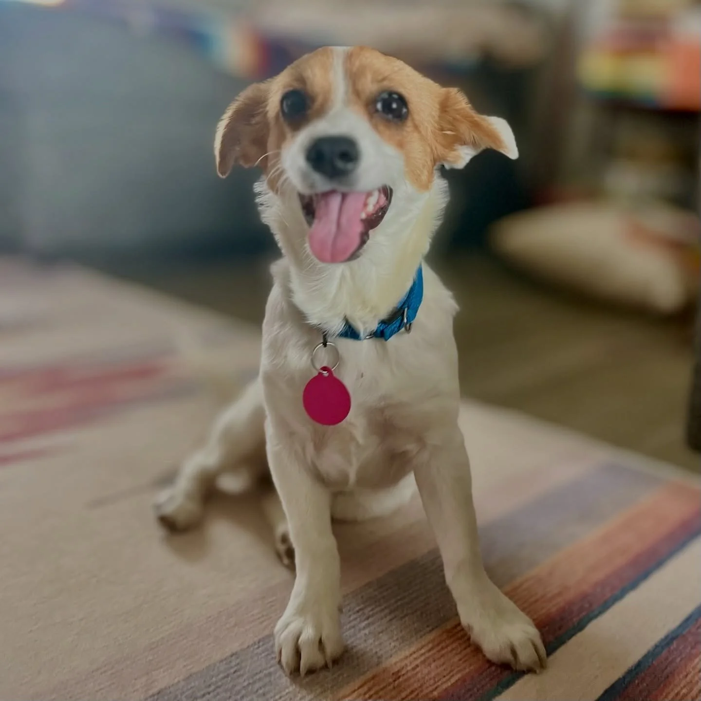 Gigi is 14 lbs of terrier mix magic. She loves other dogs, snuggles and ice cream. She&rsquo;s in her adolescence but there&rsquo;s no attitude here- just a really nice pint-sized girl waiting to find her forever home. 

#otatwtx
#onetailatatime 
#we