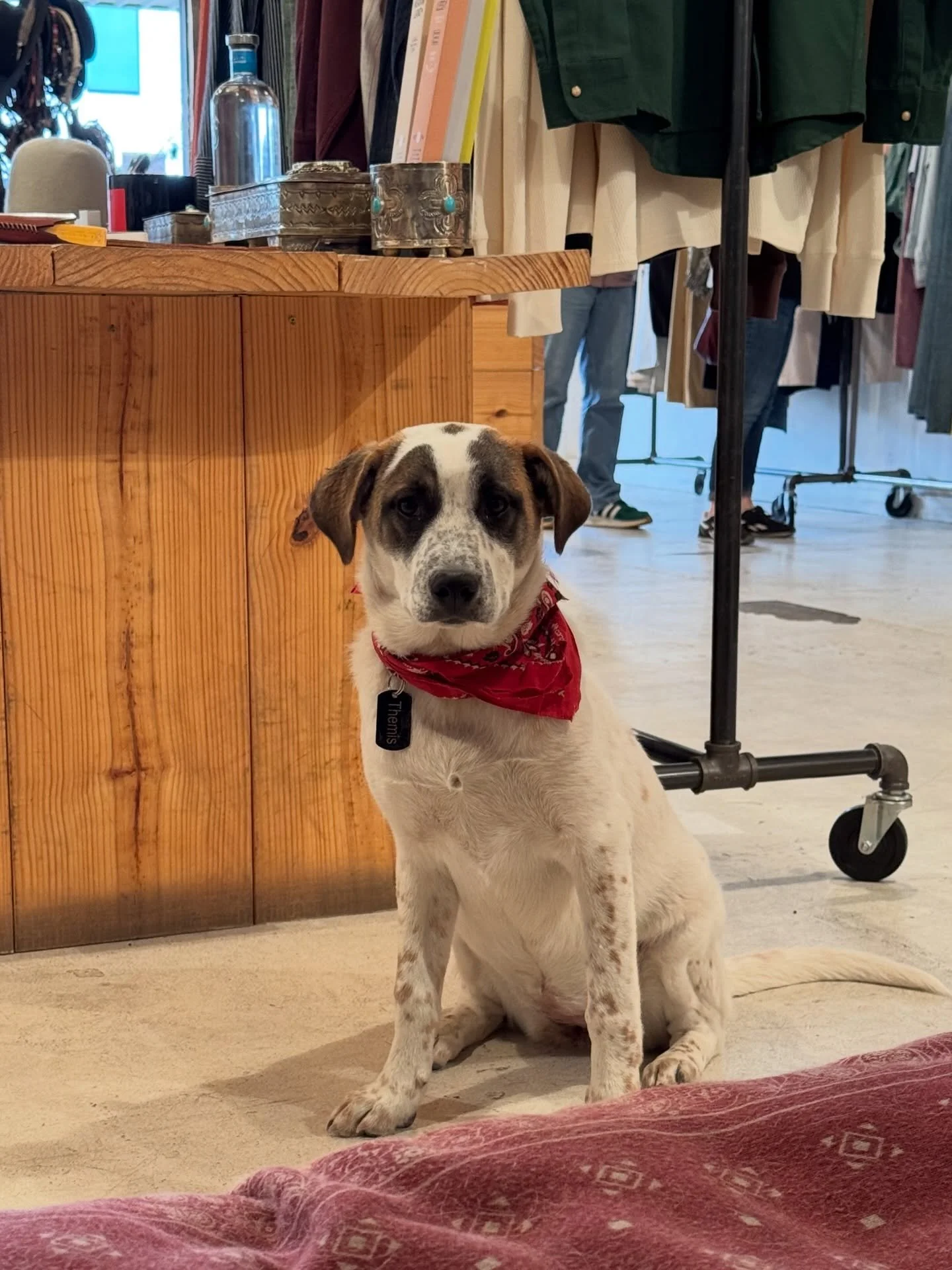 Themis is getting on in her puppyhood and on her way to being a big, beautiful girl- inside and out! She&rsquo;s learning the ropes from resident pal Arrow, and holding court at Among My Souvenirs like a champ, even through the Spring Break madness! 