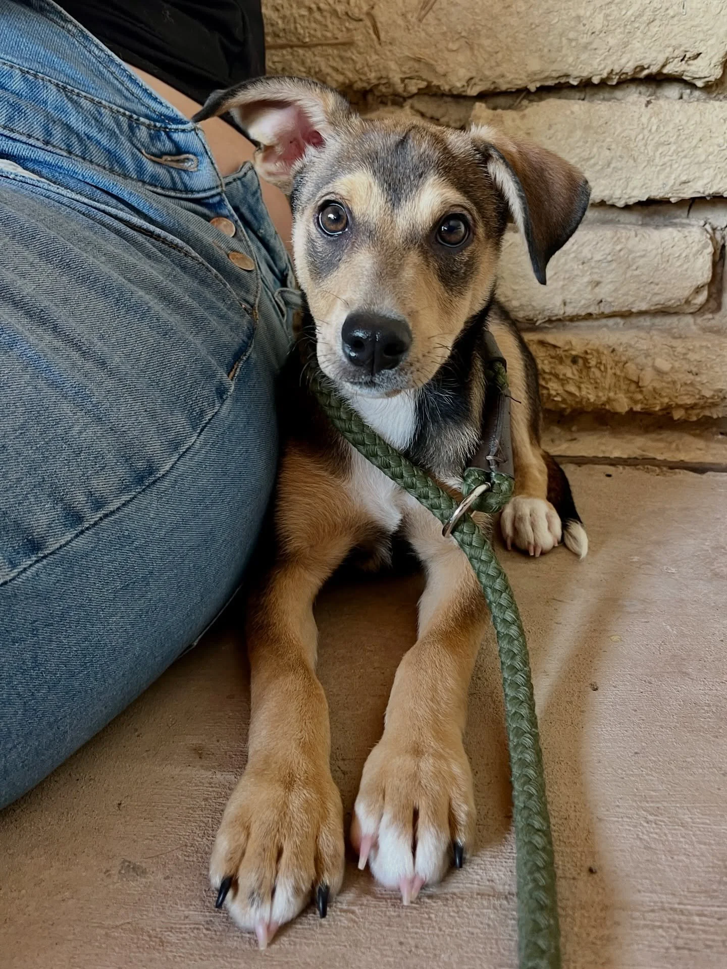 Not everyone is a big personality that wants the limelight. Peach and Daisy are 10 lb sisters who would each be much happier playing second fiddle to a confident resident dog and saving their brightest shine shining for their forever families. 

Whil