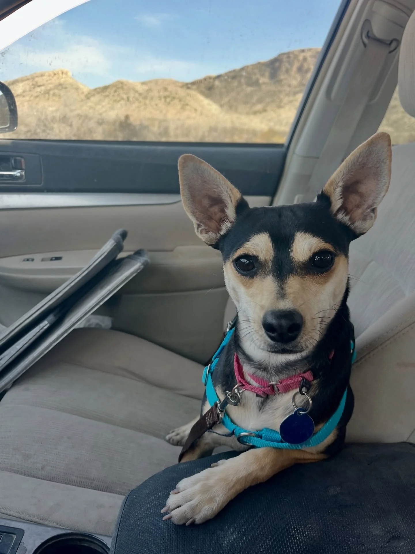 Feelgood Friday! Two OTAT-West Texas dogs went home last week! 🎉🎉 Ziggy (originally a Pecos stray) flew home to Portland after our Rescue Wrangler&rsquo;s Ball, becoming family with a Presidio once-stray dog and two wonderfully devoted humans (and 