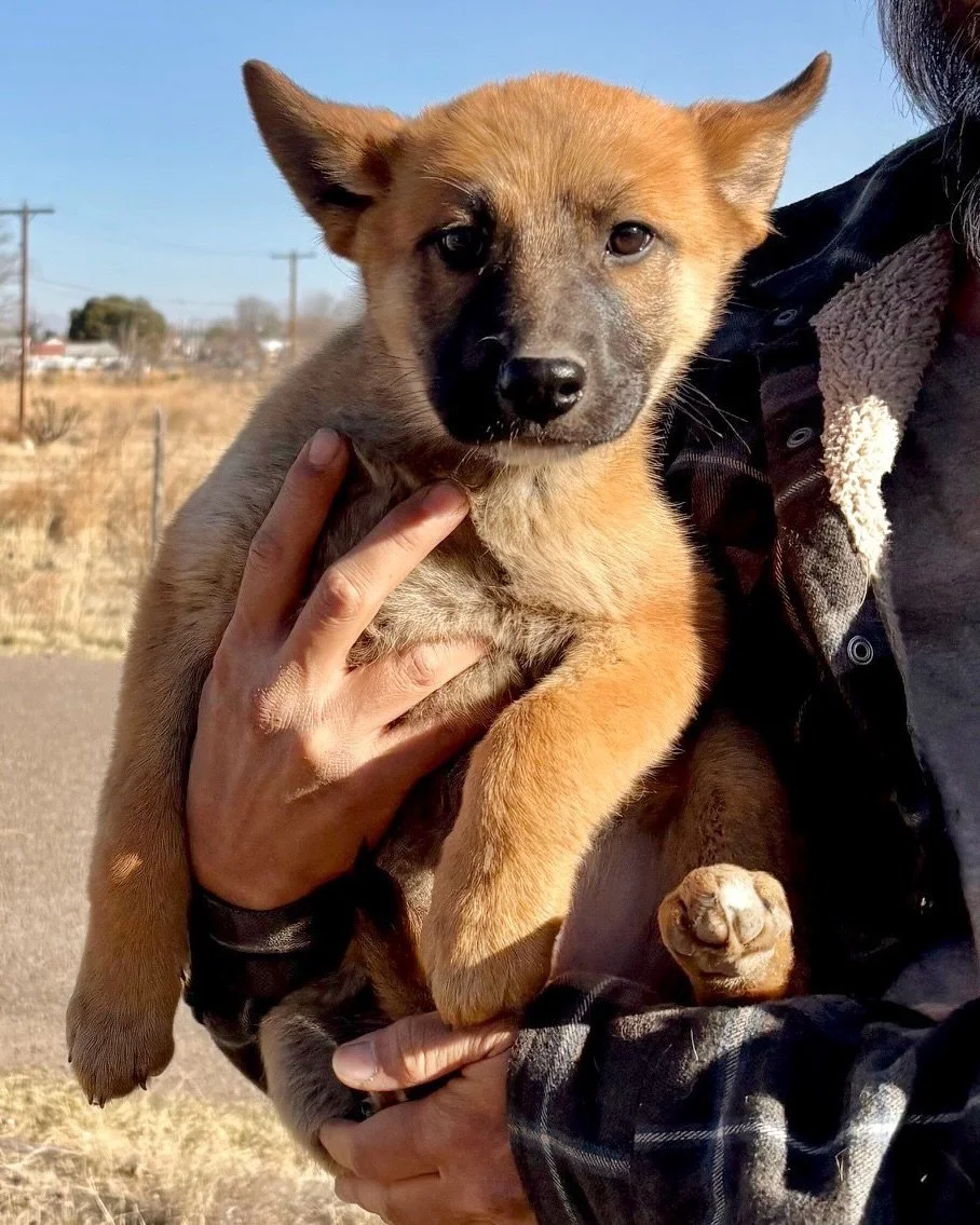 Today at Pet Marfa, meet adoptable Cinna &amp; Temple! Two West Texas strays. From two different towns. One shared path to a better life.

These two OTAT-West Texas girls arrived at shelters just one day apart. Cinna as a tiny stray puppy in Presidio