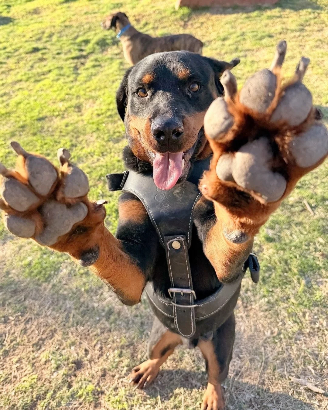Paws up for adoptable dogs meetin&rsquo; &amp; greetin&rsquo; this week at @petmarfa!! Cinna will be making an appearance tonight! While Sissy, Pinky and Cloud will be holding shop hours this weekend, in hopes of meeting their new family!

Check out 