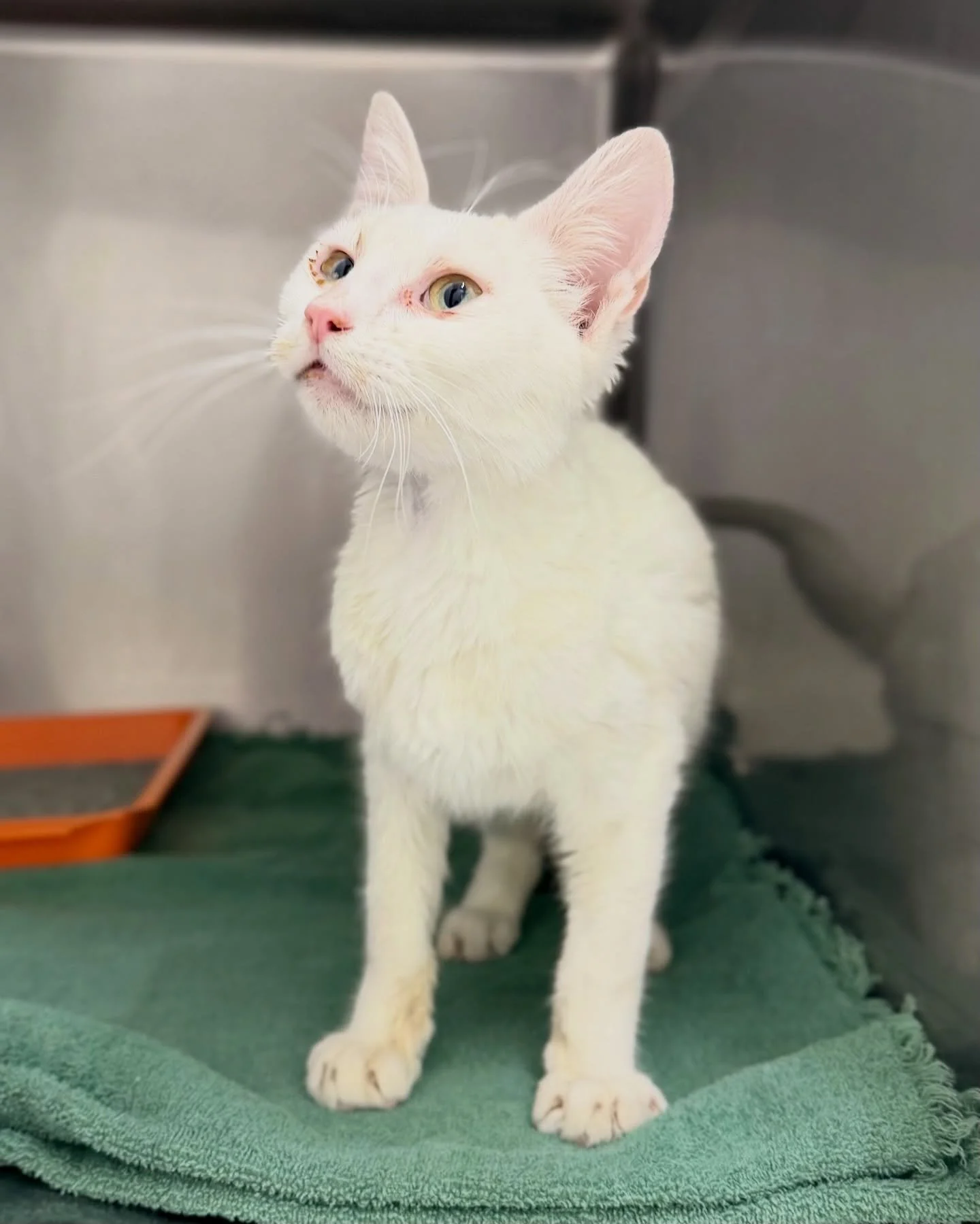 Ready to be a part of the rescue fairytale for Disney? A tale that starts (flip through for a photo journey in reverse) with this tiny emaciated cat being found in a closet at a Presidio school. A stop at the vet for much needed care, meds and some g