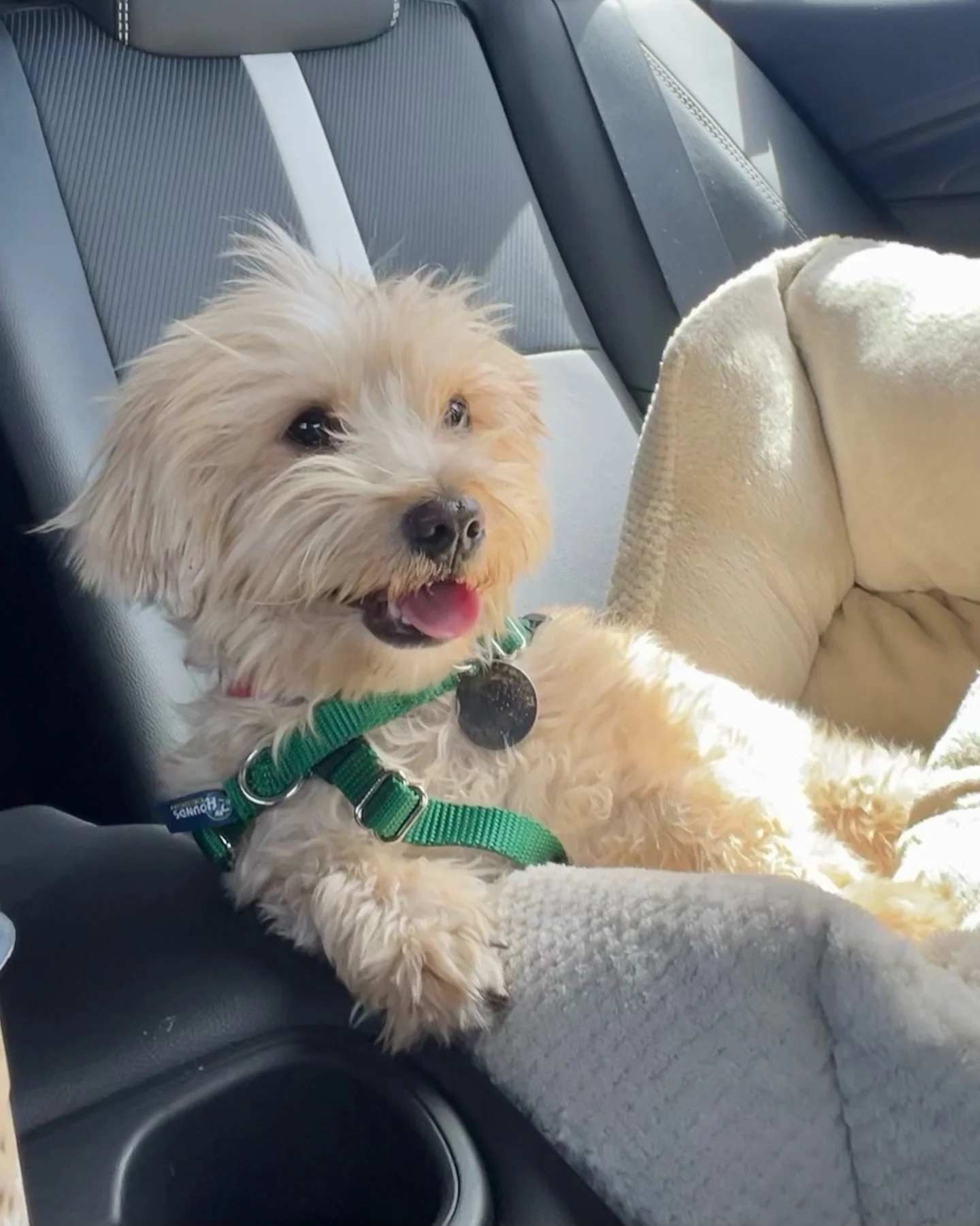 From barely surviving to thriving.

Over the weekend at @petmarfa Dolly, now Ginger, found her people, and these first snapshots of her new life say it all. Riding home in her own cozy bed, settling in beside a dog sibling just her size, and beginnin