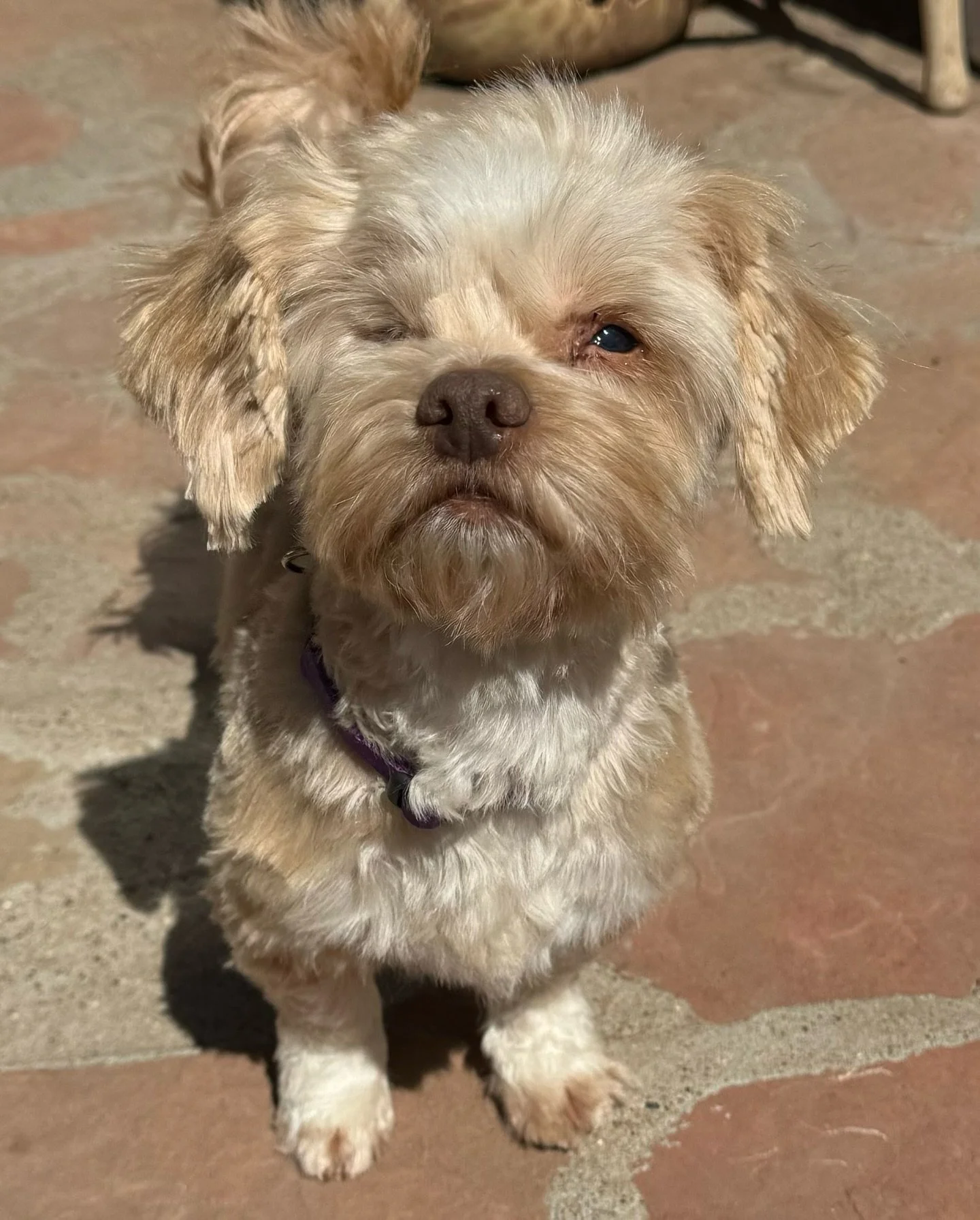 She may only have one eye, but Lolo misses absolutely nothing.

This four-ish-year-old, ten-pound Maltese Poodle mix is living proof that big personalities come in very small packages. Lolo loves meeting new people, walks nicely on leash, and believe