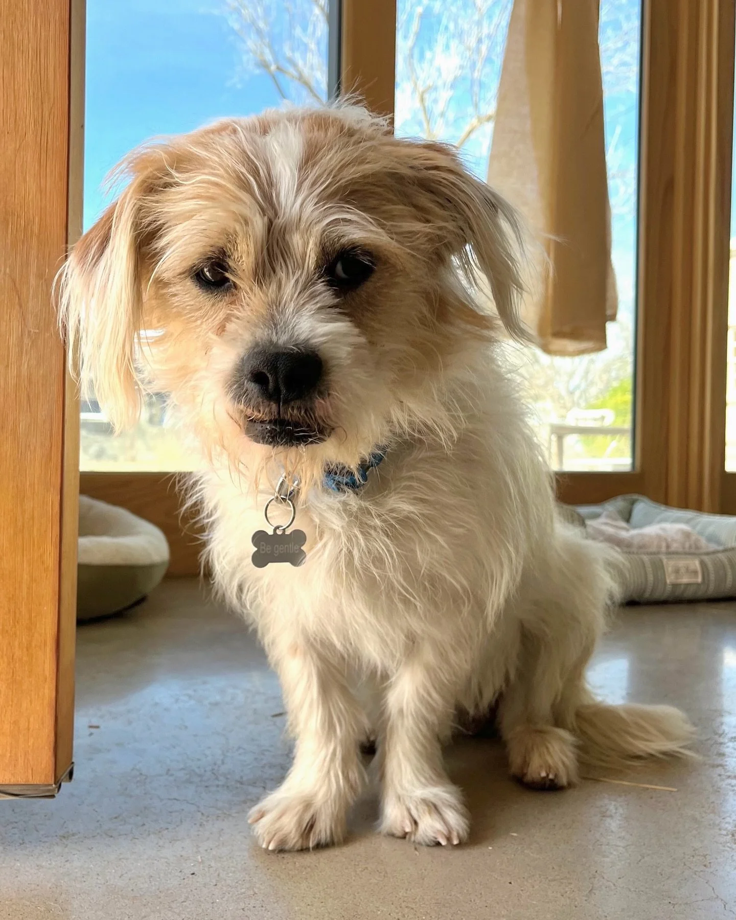 Slide 1: clearly Gingerbread Man is thrilled about being in foster in Austin.
(Just kidding. Swipe.)

Because slide 2+ is the real story: this West Texas scruff absolutely glowing while touching grass and living his best life in the big city.

Ginger