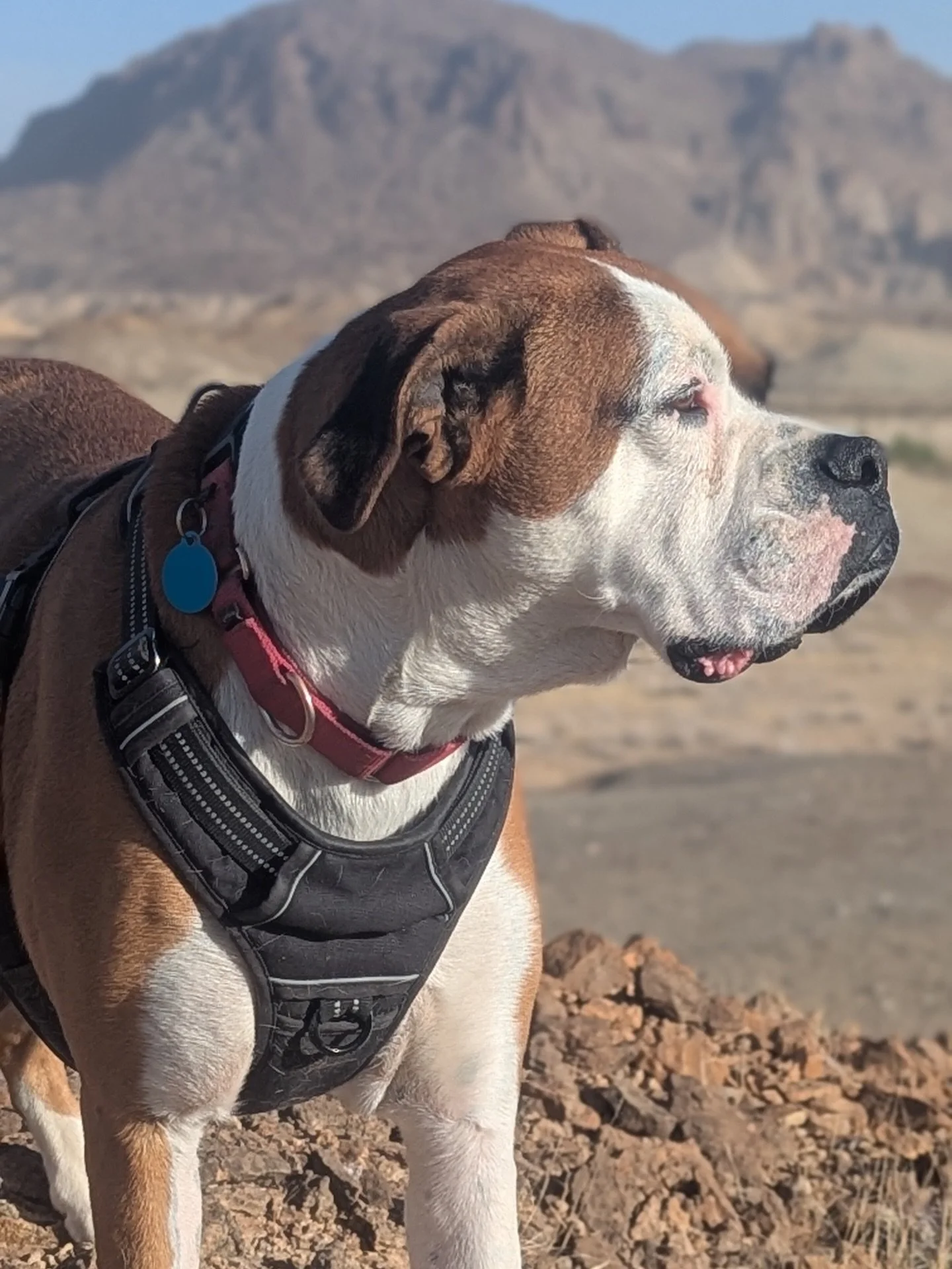Swayze is thriving. And he needs a new foster home right away to keep that momentum going.

The first photos in this post show the dog he is today &mdash; safe, healthy, exploring the desert, meeting new people, the local dogs and even some horses!

