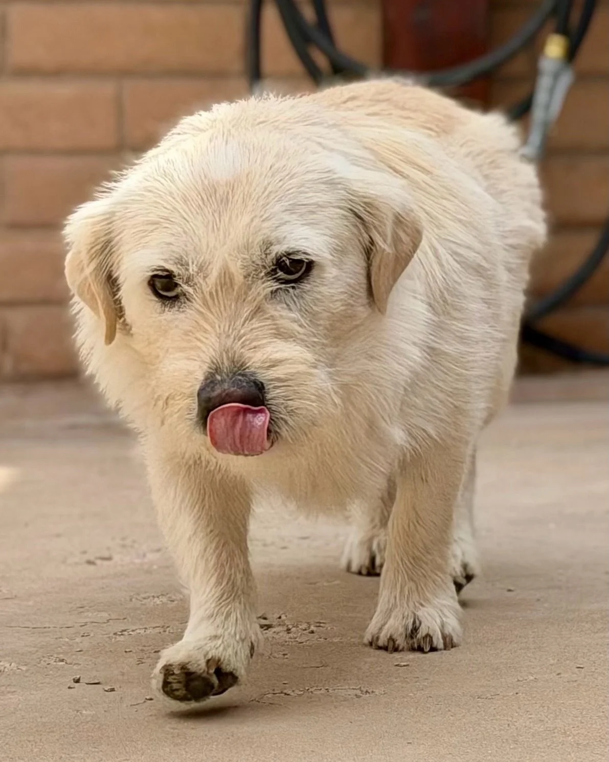 Cloud is a dog so iconic to West Texas &mdash; low to the ground and heavy on the scruff &mdash; that his name even brings to mind the clouds we appreciate so much in our big open skies. Yet, even after a romp at our adoption center last week, this l