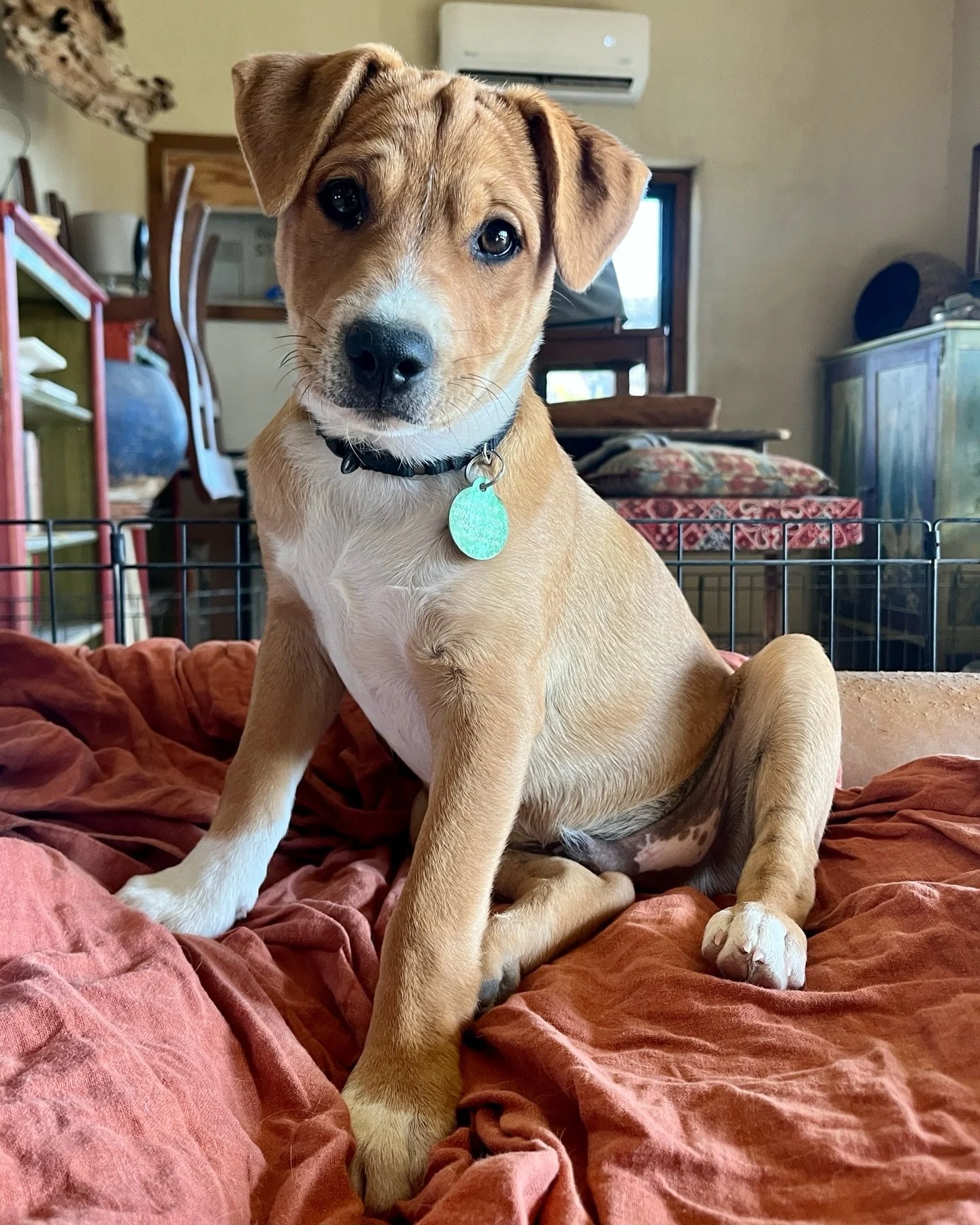 There&rsquo;s one thing we know for sure, this kid was born knowing how to pose. DG, named after Dollar General where he was found in Presidio, while still the tiniest of pups (scroll to last photo for shelter intake smol-ness). What we don&rsquo;t g