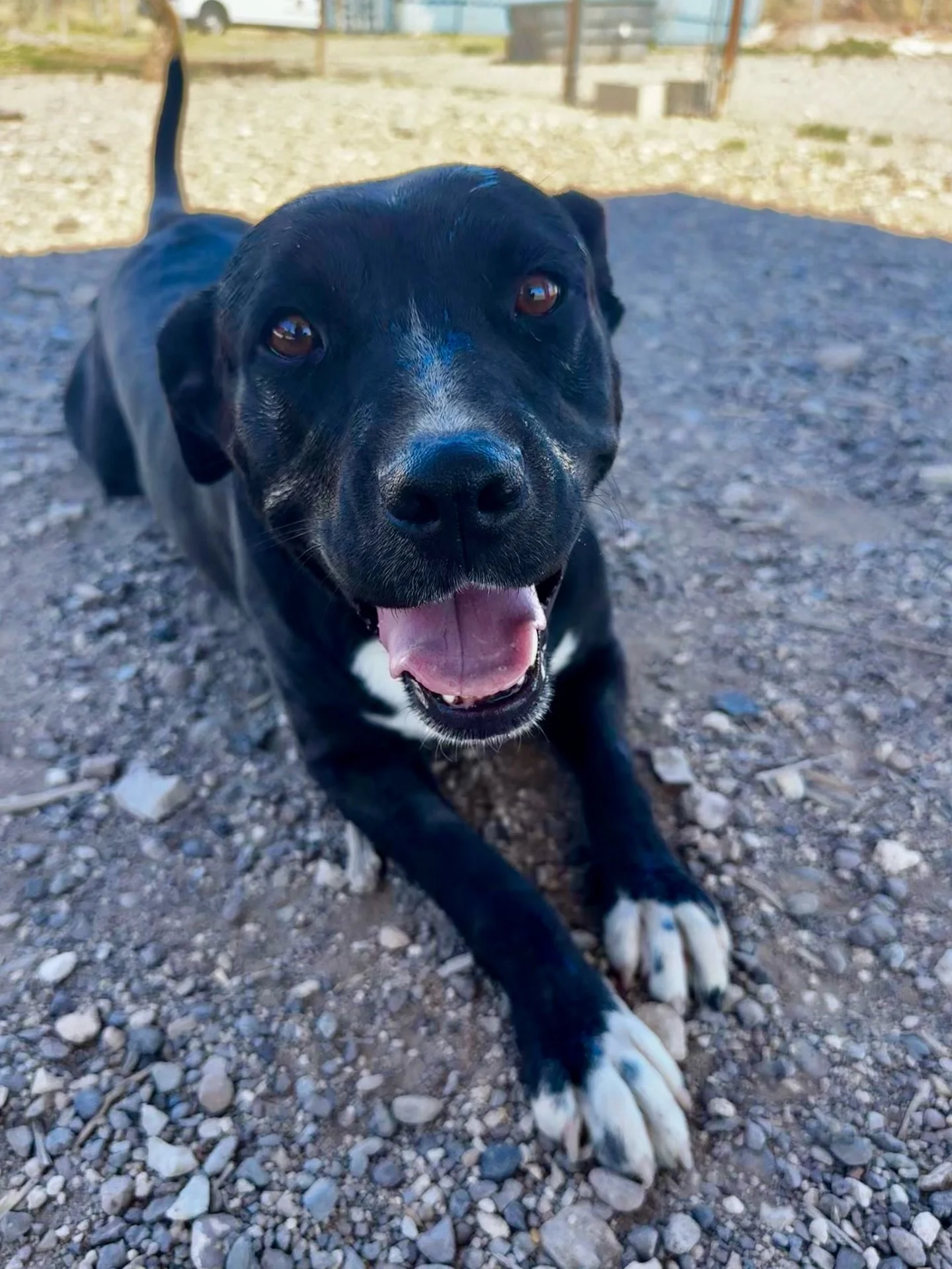 Mavis, an Alpine Shelter girl, is doing her famous army crawl to you to say &ldquo;hey, come meet me at Pet Marfa from 5:30pm-7:00pm tonight!&rdquo;

You got that right!! We&rsquo;re busting this bright eyed black beauty from Alpine and bringing her 