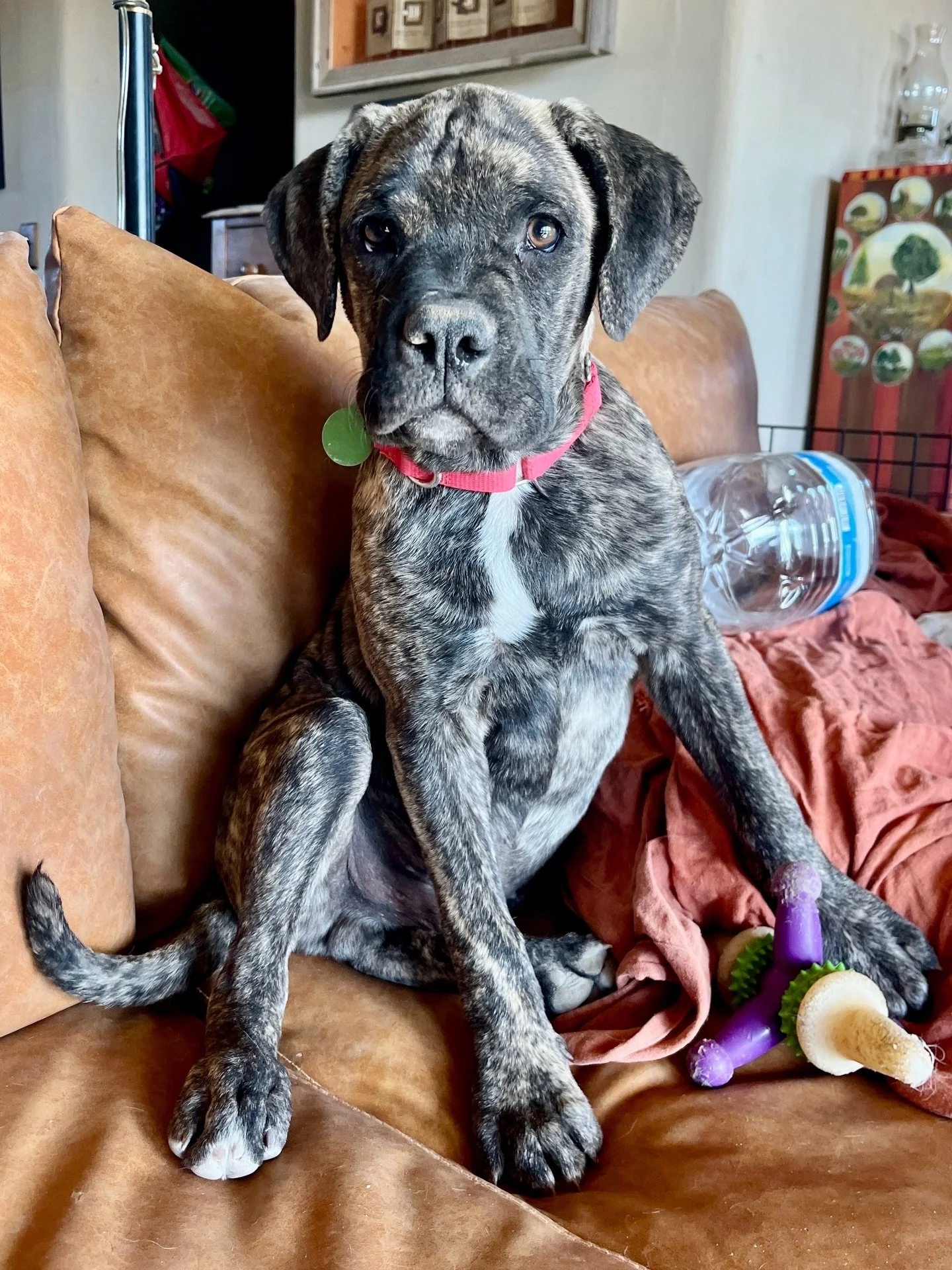 Another puppy growing up in foster instead of a forever home&hellip; only this one is growing FAST.

Meet Dex&hellip; he&rsquo;s a big mood!

At the beginning of the year, Dex arrived weighing just 3 lbs. as a tiny survivor from a large cruelty case.