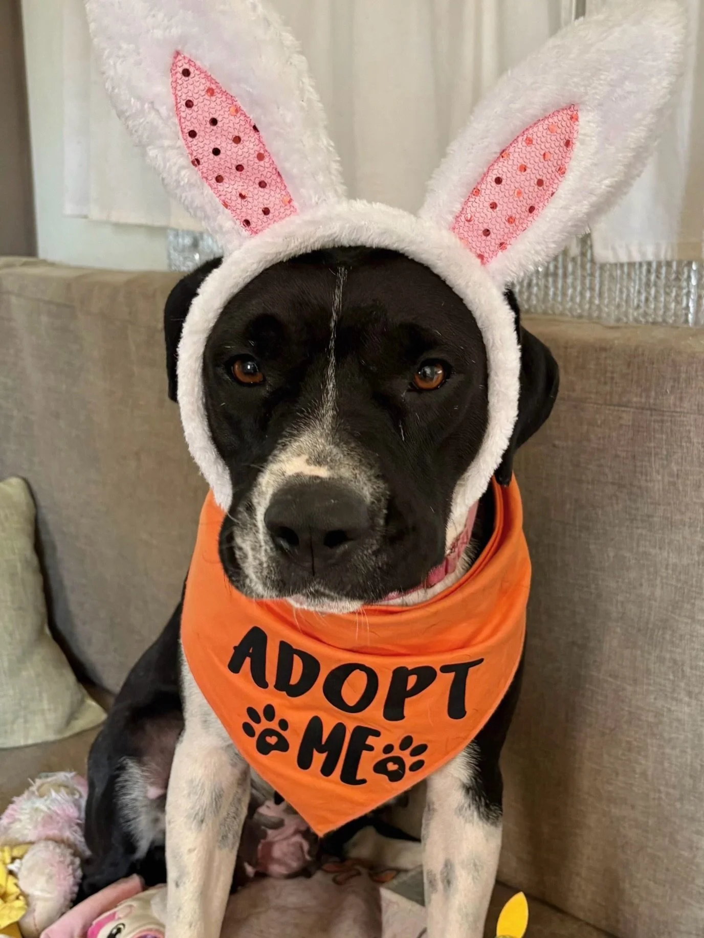 Lady Mae in bunny ears feels almost too on-the-nose for Easter. New life. Second chances. A soft place to land.

Not long ago, she arrived painfully thin and still nursing puppies from a neglect case. Now she&rsquo;s in foster learning the simple, be