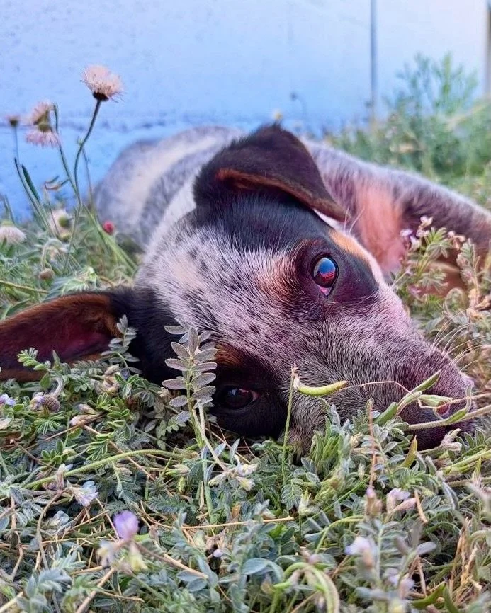Jenny, blooming right where she&rsquo;s planted&hellip; in foster, in Marfa.

This 14-week-old blue heeler mix is just shy of 15 lbs of pure sunshine and big personality. Happy, curious, outgoing, and busy learning all the good life skills alongside 