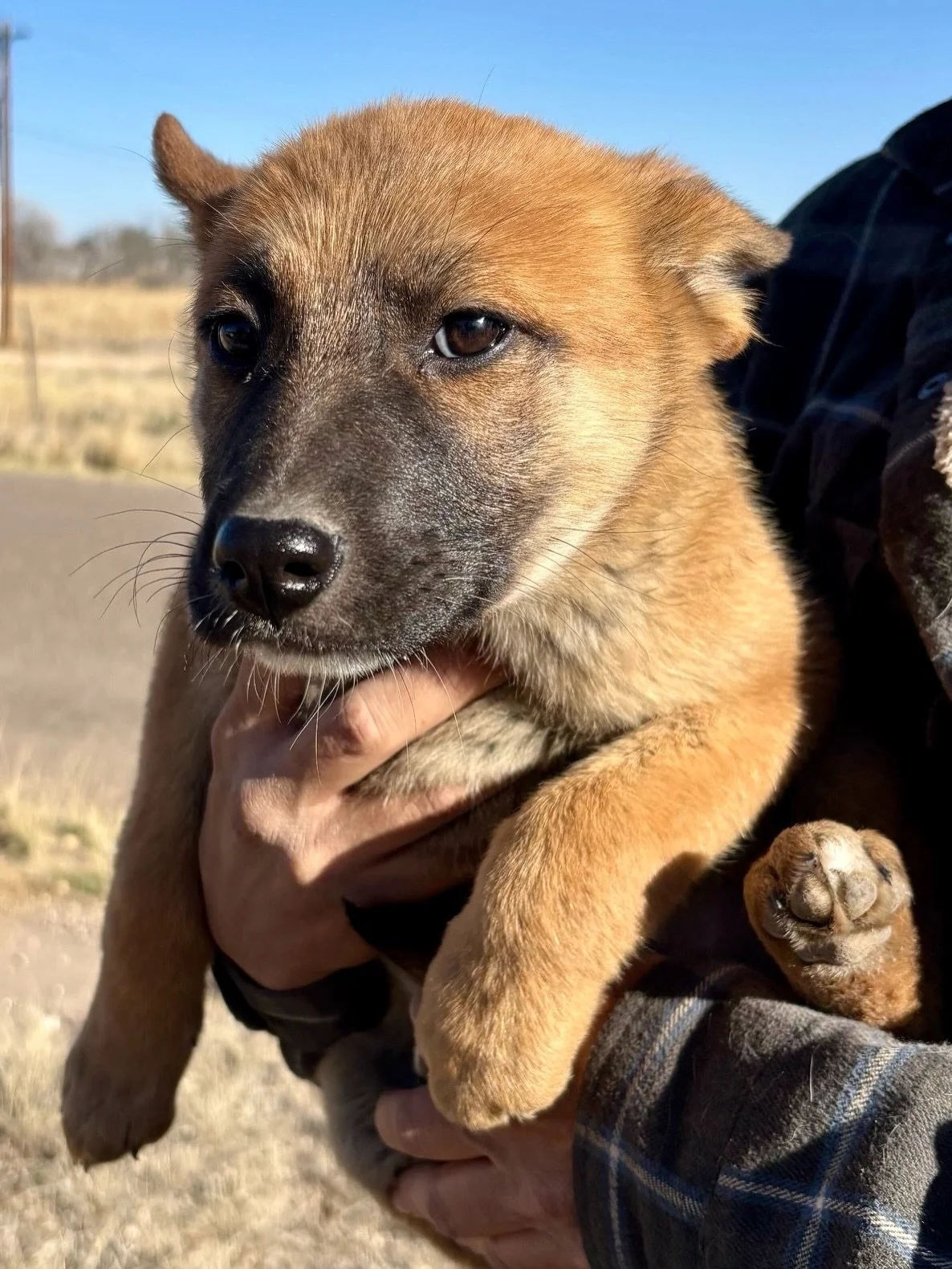 Cinna sports a little sassy side-eye and looks like she has opinions.

The pouty face in her photos says serious business, but the video tells the real story&hellip; this girl is all about the puppy party, as displayed during her recent @petmarfa vis