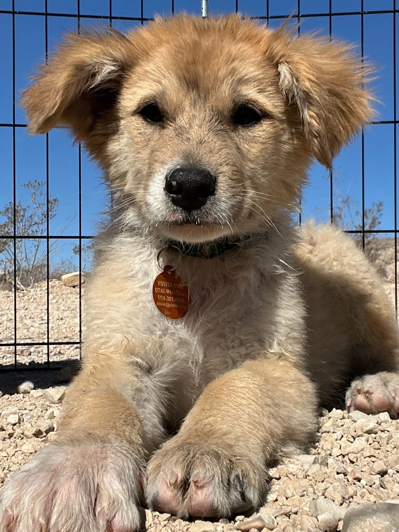 Puffball &amp; Rosie, growing up under the West Texas sun and dreaming of their forever homes.

These two shepherd mix puppies are in foster together, learning toys, kennels, playtime, and how good it feels to be safe. Puffball is the fluffy, outgoin
