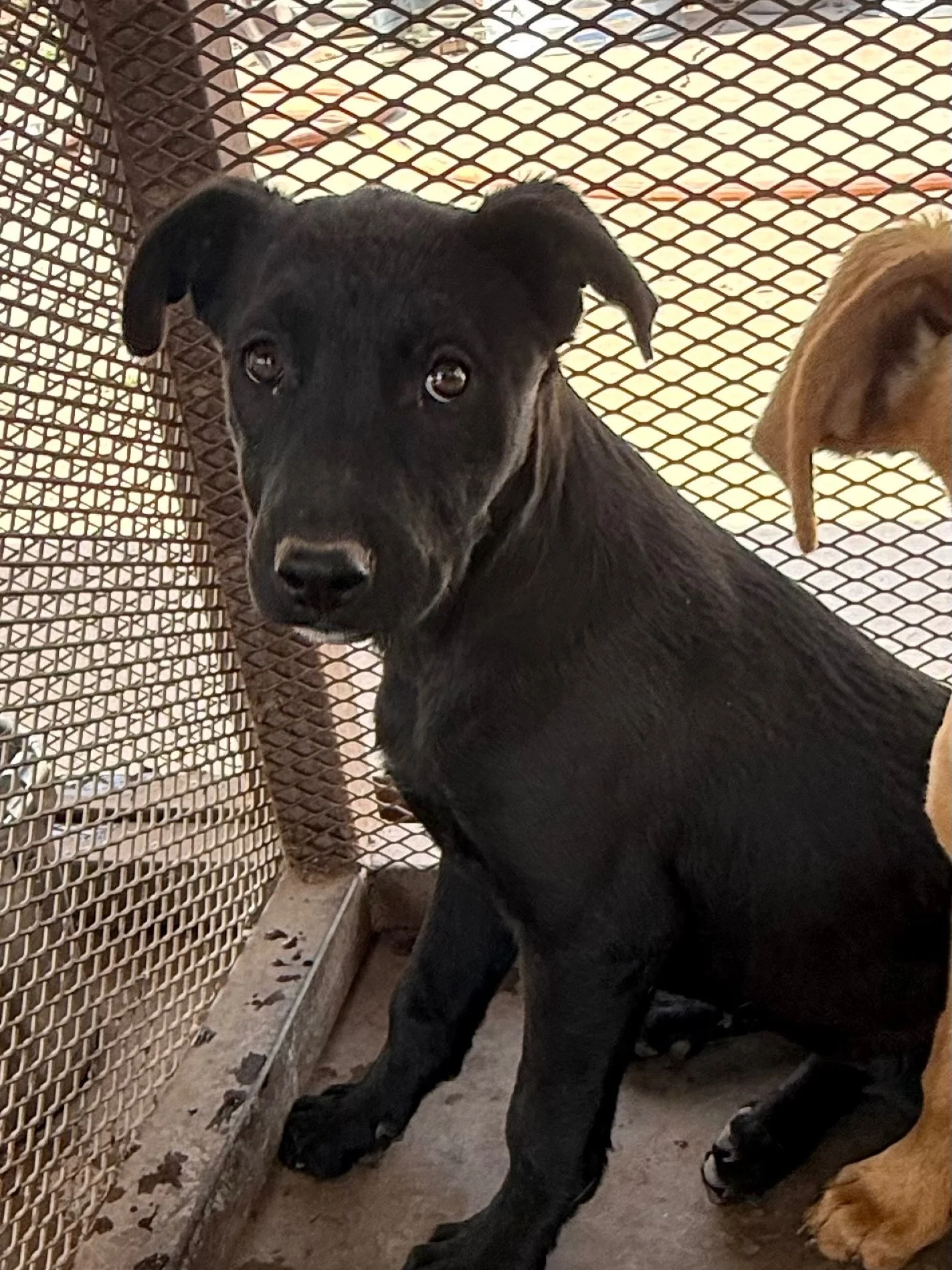 Foster opportunity!! Avah and Charlie, two 6-month-old puppy siblings waiting in the Van Horn shelter for a chance to experience life indoors.

They are currently living outdoors 24/7 in a low-enrichment environment, and what they need most right now