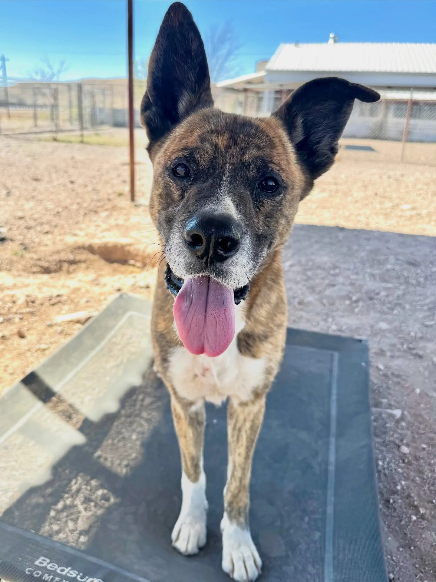 Would ya just look at this handsome guy?!?

This is Namir. One ear up, one ear folded, tiger-striped coat, big dopey sweet soul. He&rsquo;s been at the Alpine Shelter since the Fourth of July and has quietly become a staff favorite &mdash; the kind o