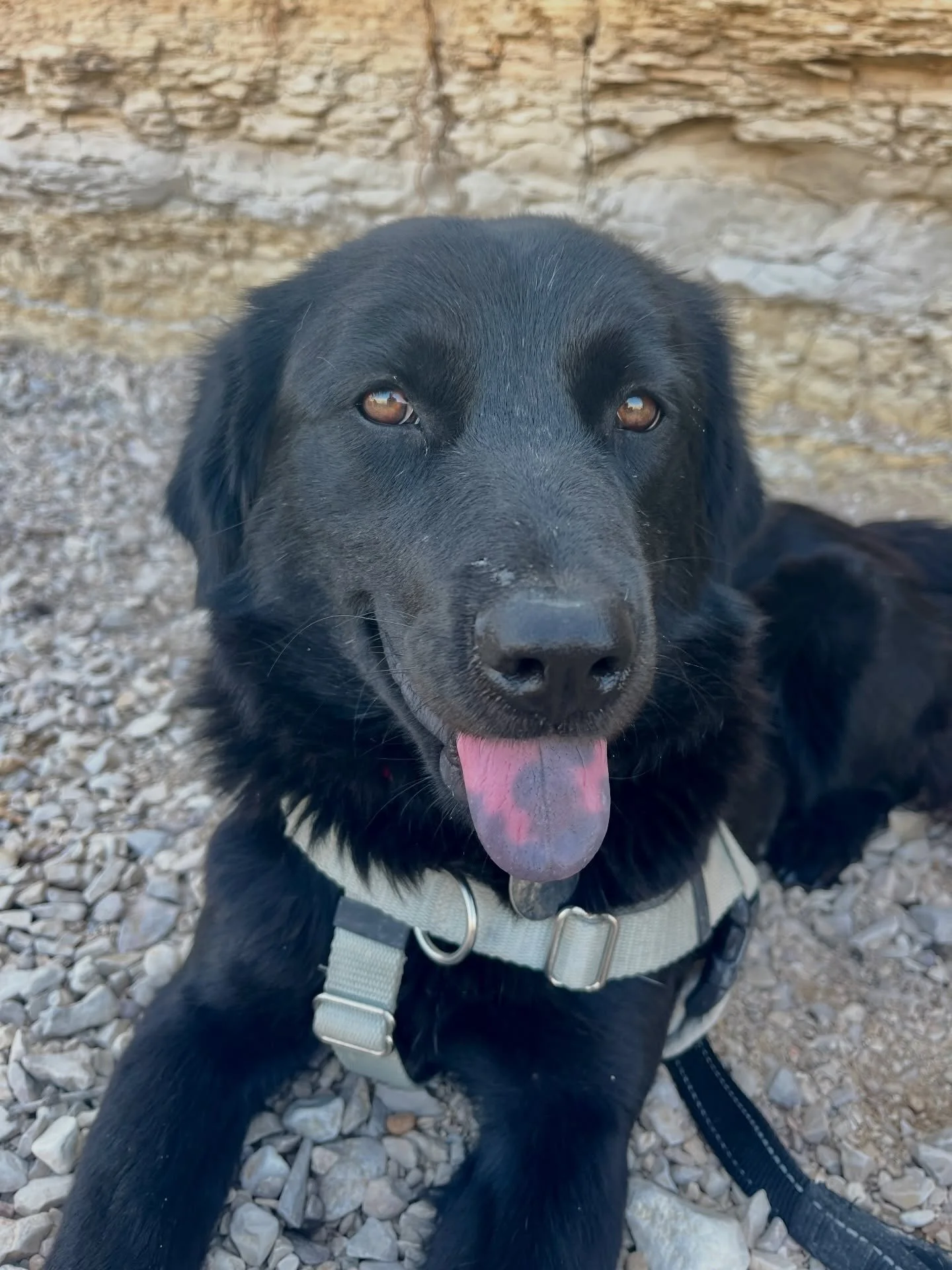 We have 21 dogs spending the last few hours in West Texas, 15 of them comfy and happy and getting a loving send off from our incredible fosters before they load up with @dogismycopilotinc tonight and head for new fosters homes with @animaladoptioncen