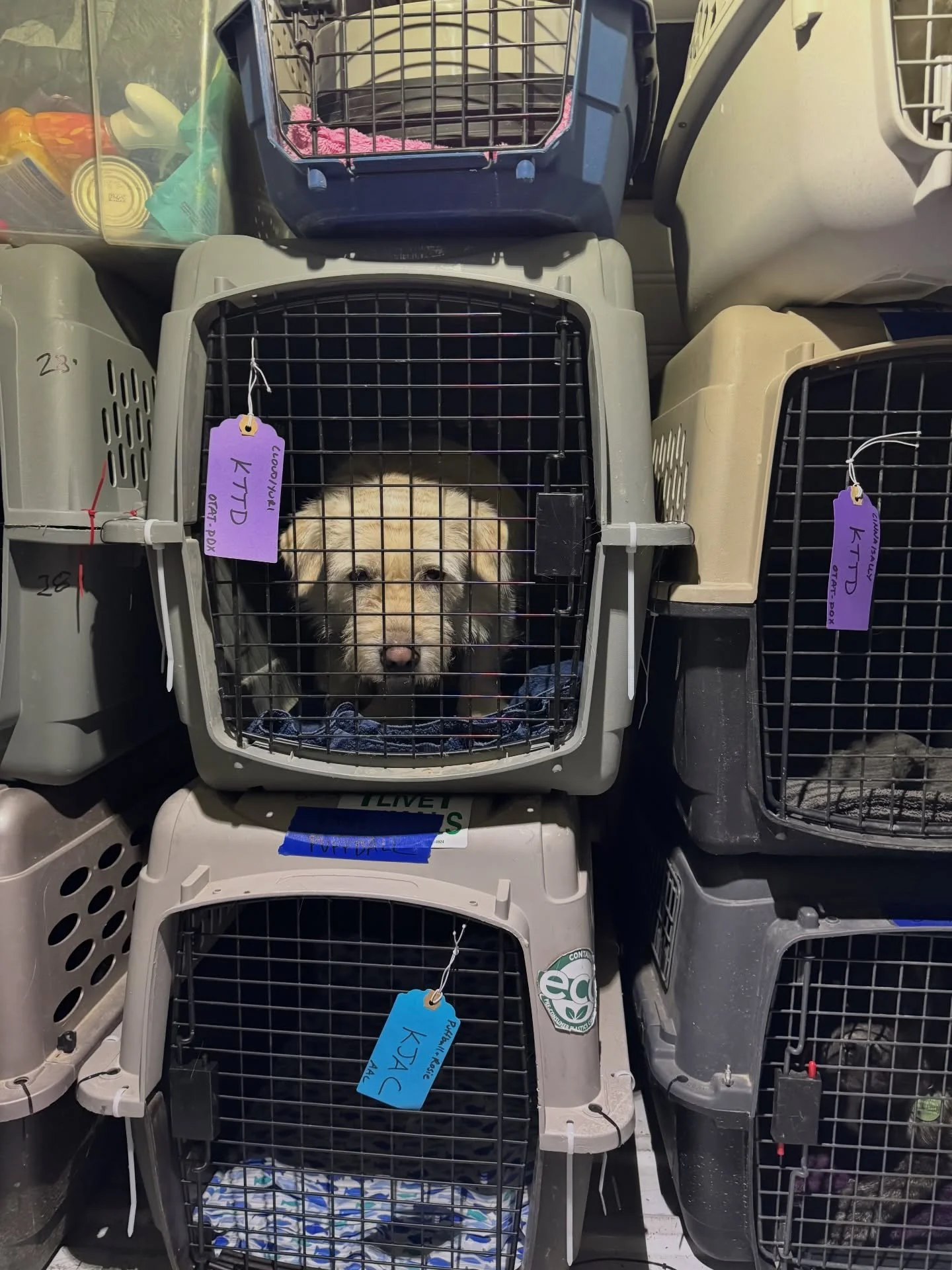 It takes a village to get 23 West Texas dogs wheels up before sunrise.

From Alpine, Van Horn, Pecos, Presidio, and shelterless communities in Redford, Fort Davis, and Terlingua&hellip; they all met in El Paso for one big sendoff. Playtime in the pen