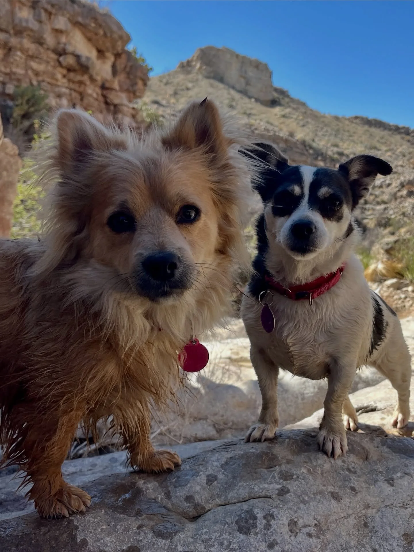 Just because these two love to flank each side of your head on the pillow at night doesn&rsquo;t mean they don&rsquo;t also love to get out there and adventure too! Our precious bonded duo - Apple &amp; Empire - is still available for adoption!

#ota