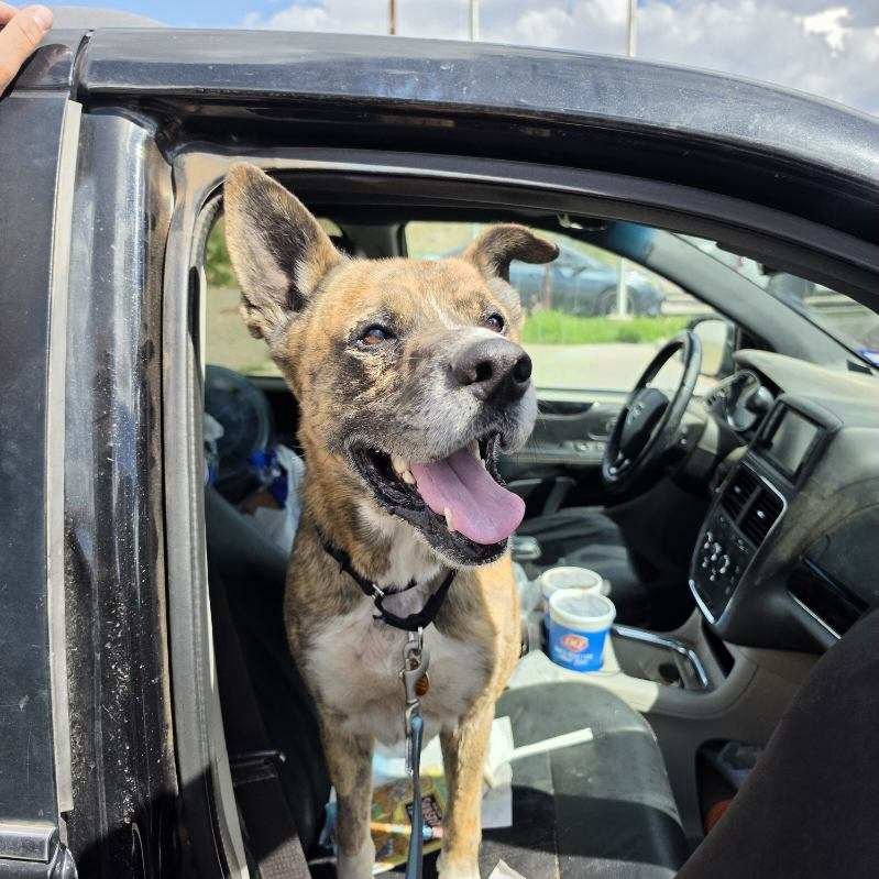 📢FGF!! Yesterday, after 286 days with @animal_services_alpine, Namir left the shelter for a foster home. 

It&rsquo;s not a forever home, but now that he&rsquo;s in a foster home, it&rsquo;s all but inevitable that a forever home is the next stop. N