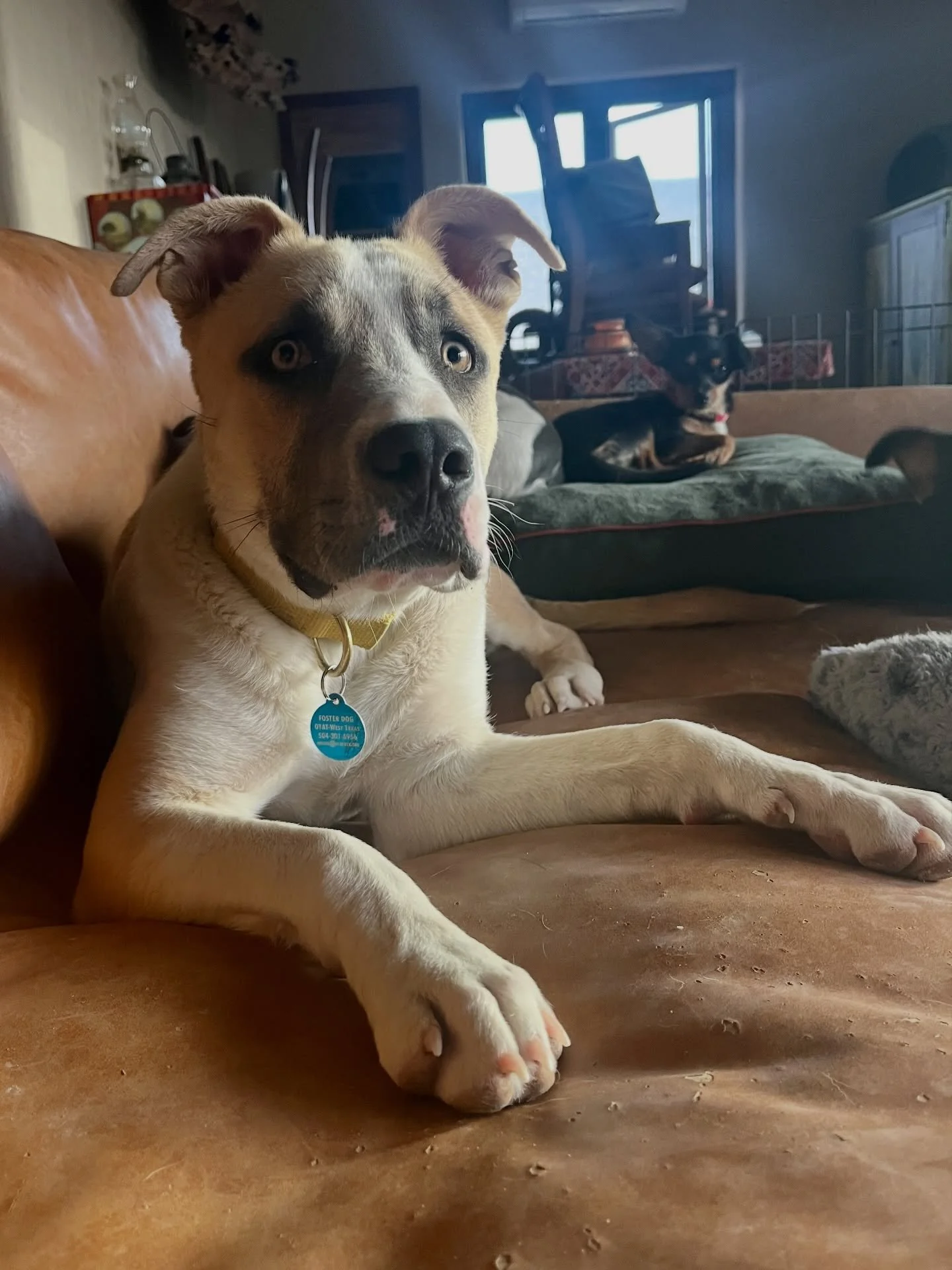 Saturday mornings are for ☕️☕️ and foster dog photo shoots! Cortez was born in a backyard, beat parvo, persevered despite being being bullied by his siblings, and is now an 8 month old, 50 lb gem of a dog who loves all other dogs, is respectful of ca