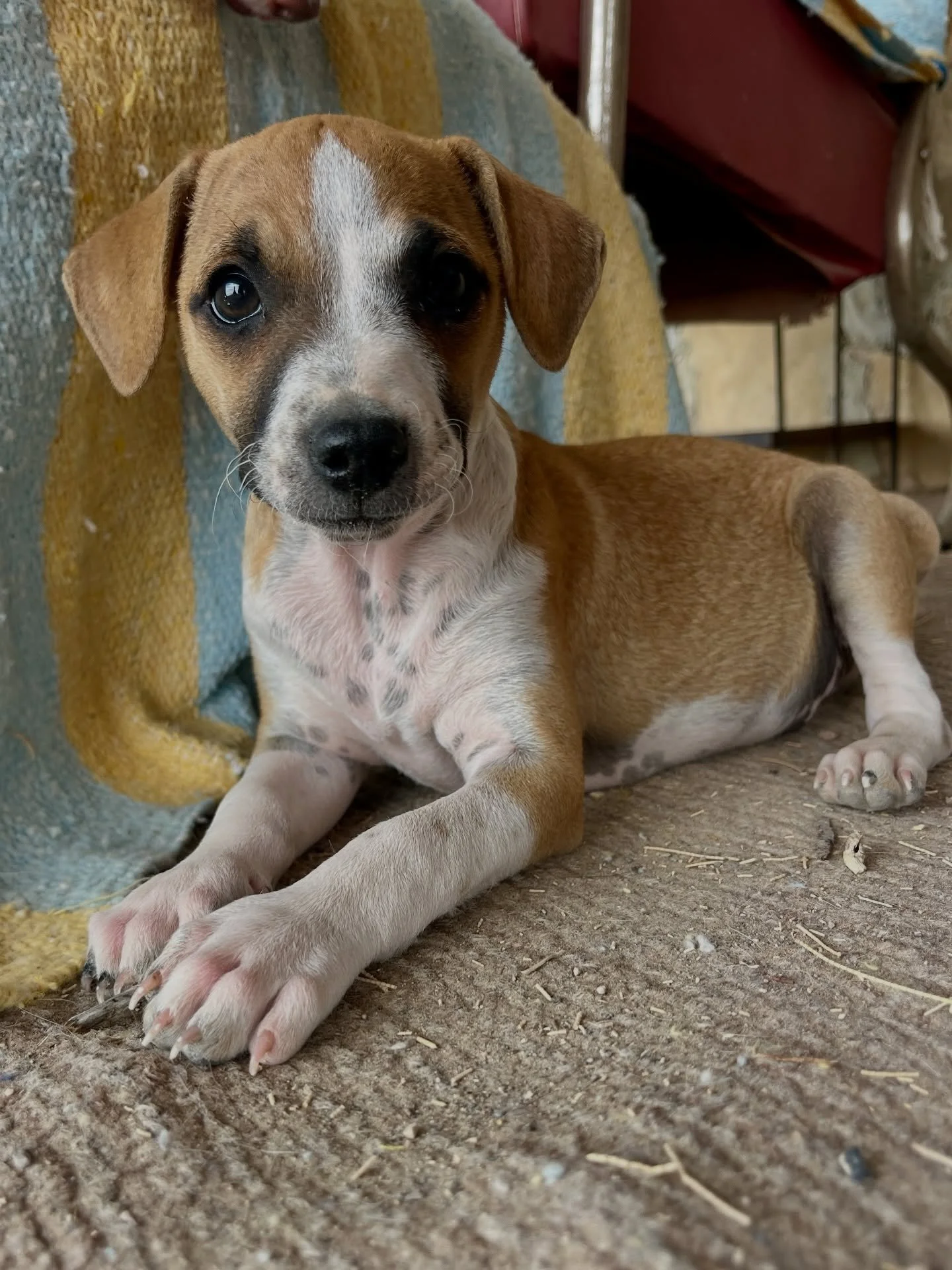 Was this song written specifically for Val? This 6 lb pipsqueak is as perfect as he is petite. Living with other dogs and getting an amazing foundation of support in his foster home, he&rsquo;d love to have an adoption survey waiting for him when he 