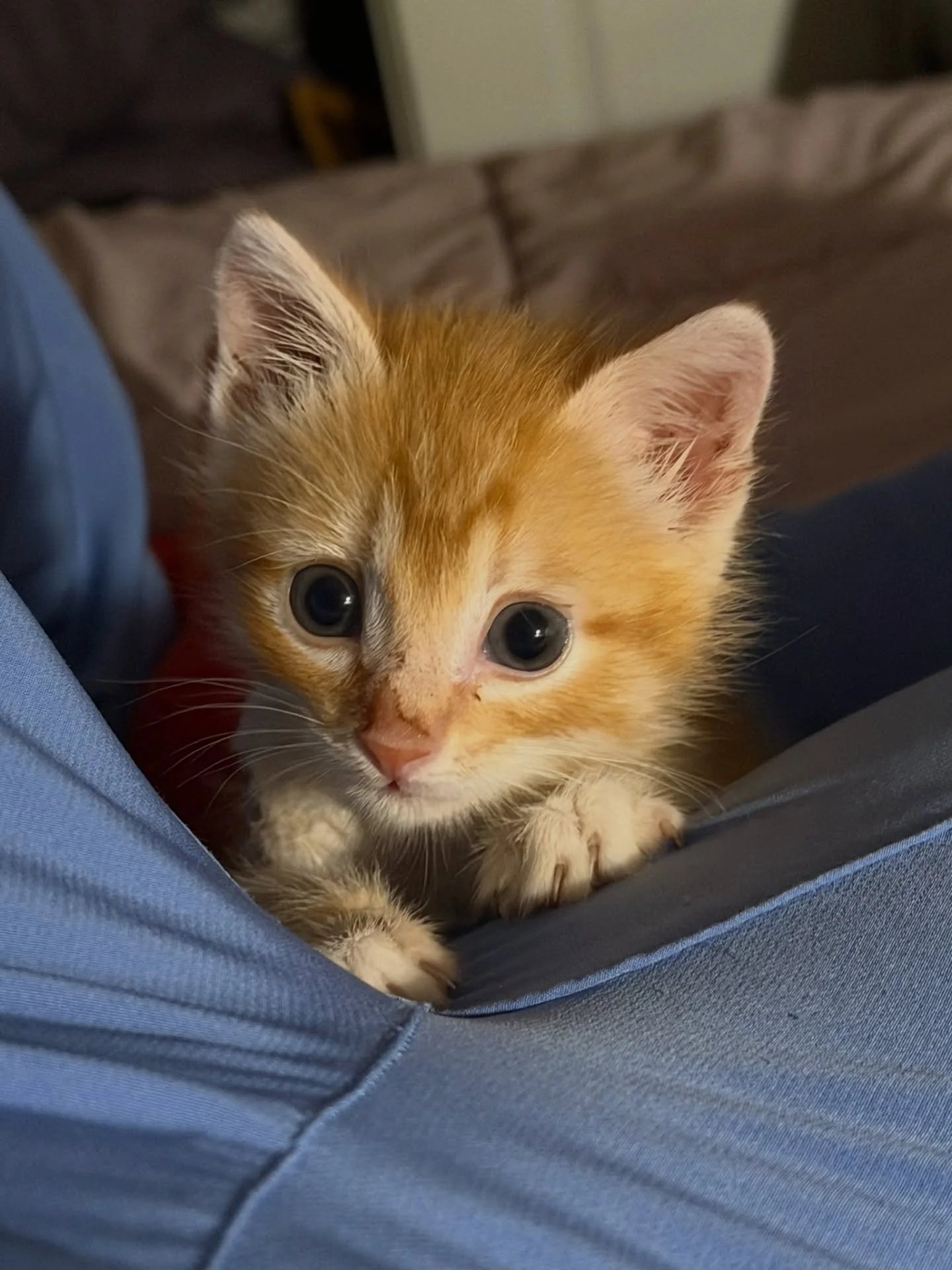 Something terrible happened to Booger on the streets of Pecos (warning: graphic content if you swipe). 

Booger came int the Pecos Shelter weighing only ounces, barely old enough to eat solid food, and with two gaping holes where he&rsquo;d been bitt