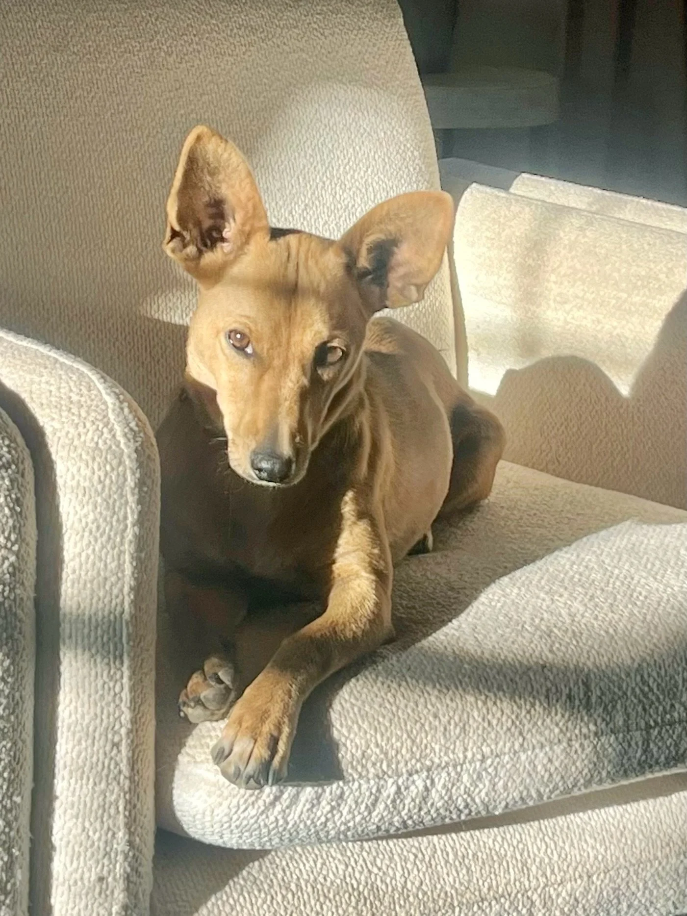 Some dogs shine in the spotlight. Cara sparkles in the quiet moments.

Sunbathing queen.
Professional couch snuggler.
Perfect passenger princess.
Side-eye specialist at Pet Marfa.
And as you&rsquo;ll see in the video&hellip; a gentle, kiss-giving dog