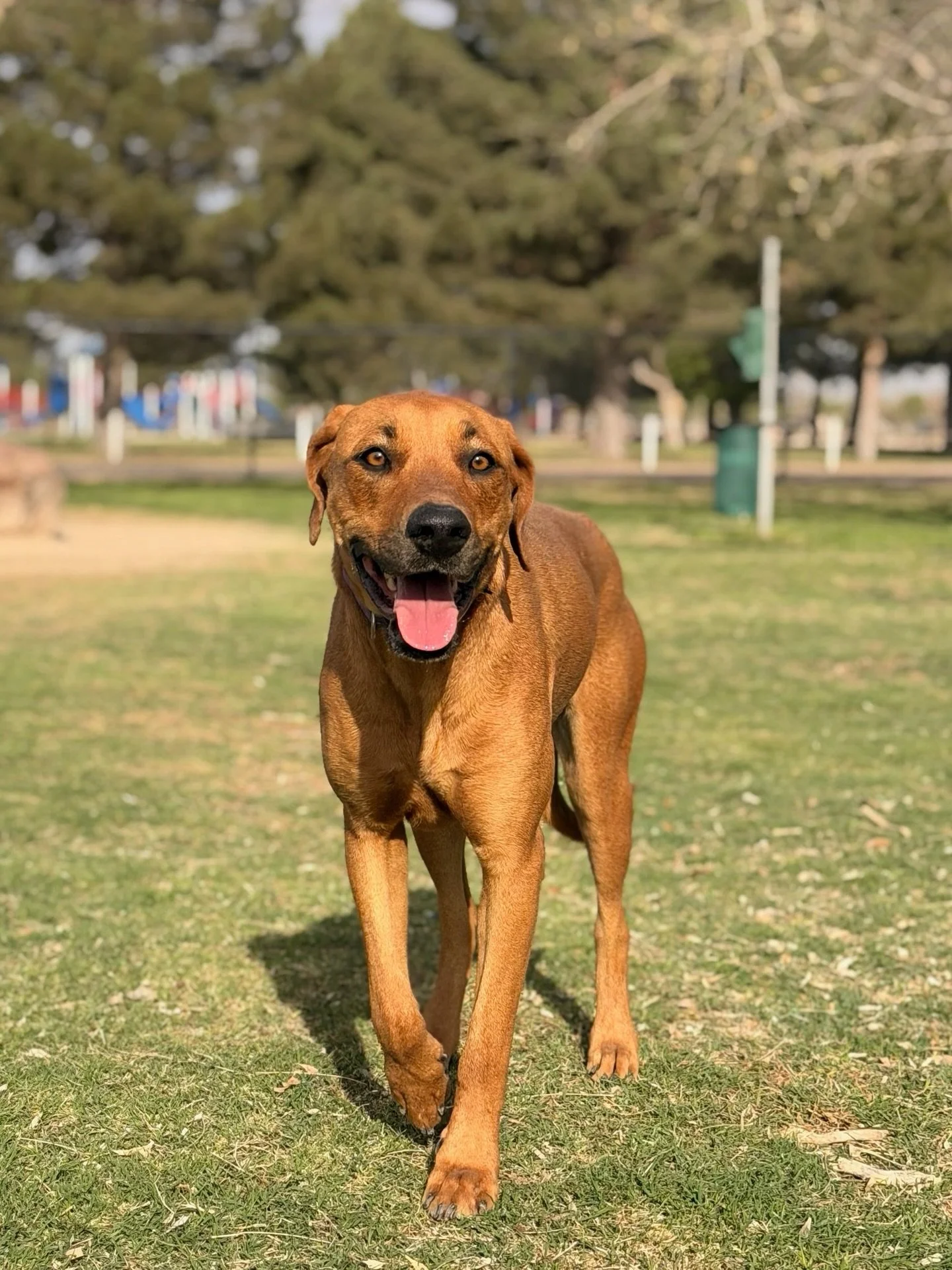 Bella is stepping out of the shelter and into the sunshine this Saturday.

From 12:30&ndash;2:30pm, this Pecos Animal Shelter girl will be at @petmarfa meeting new people and hoping her next chapter starts right here.

Bella is a 72-lb shepherd mix w