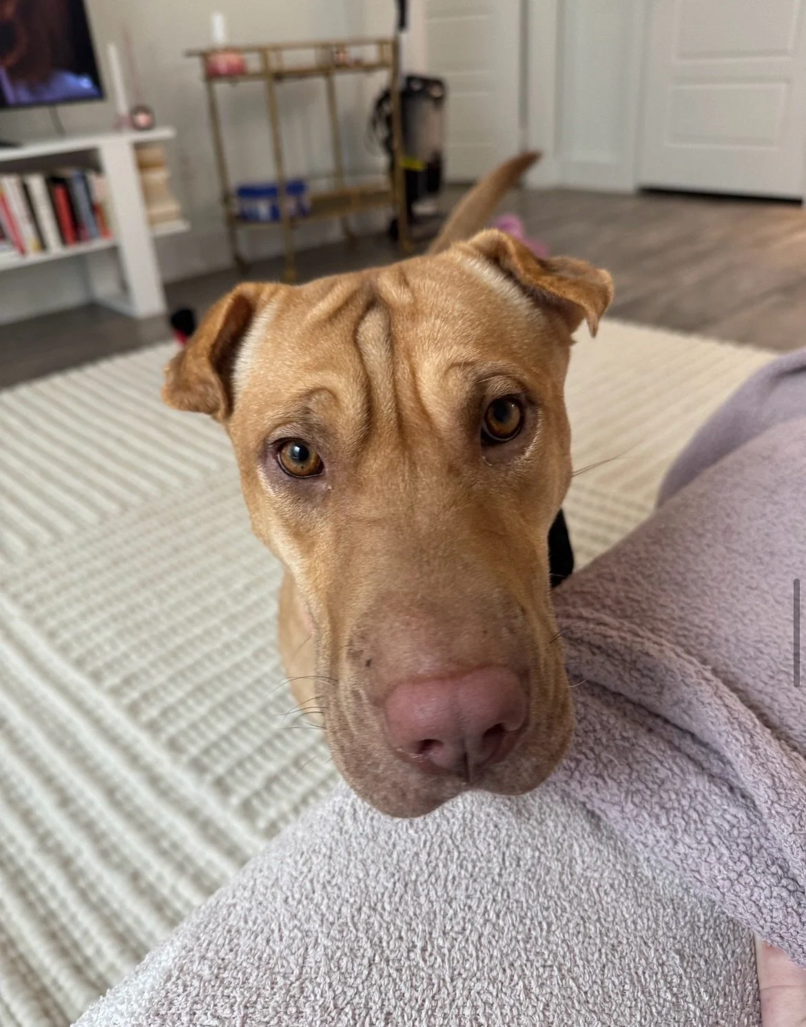 FGF: Back in 2024 the Pecos Shelter received two dogs as part of a cruelty citation (a man dragging two of his dogs on chains behind his truck, in front of security cameras and with a crowd of people chasing behind him screaming at him to stop). Work