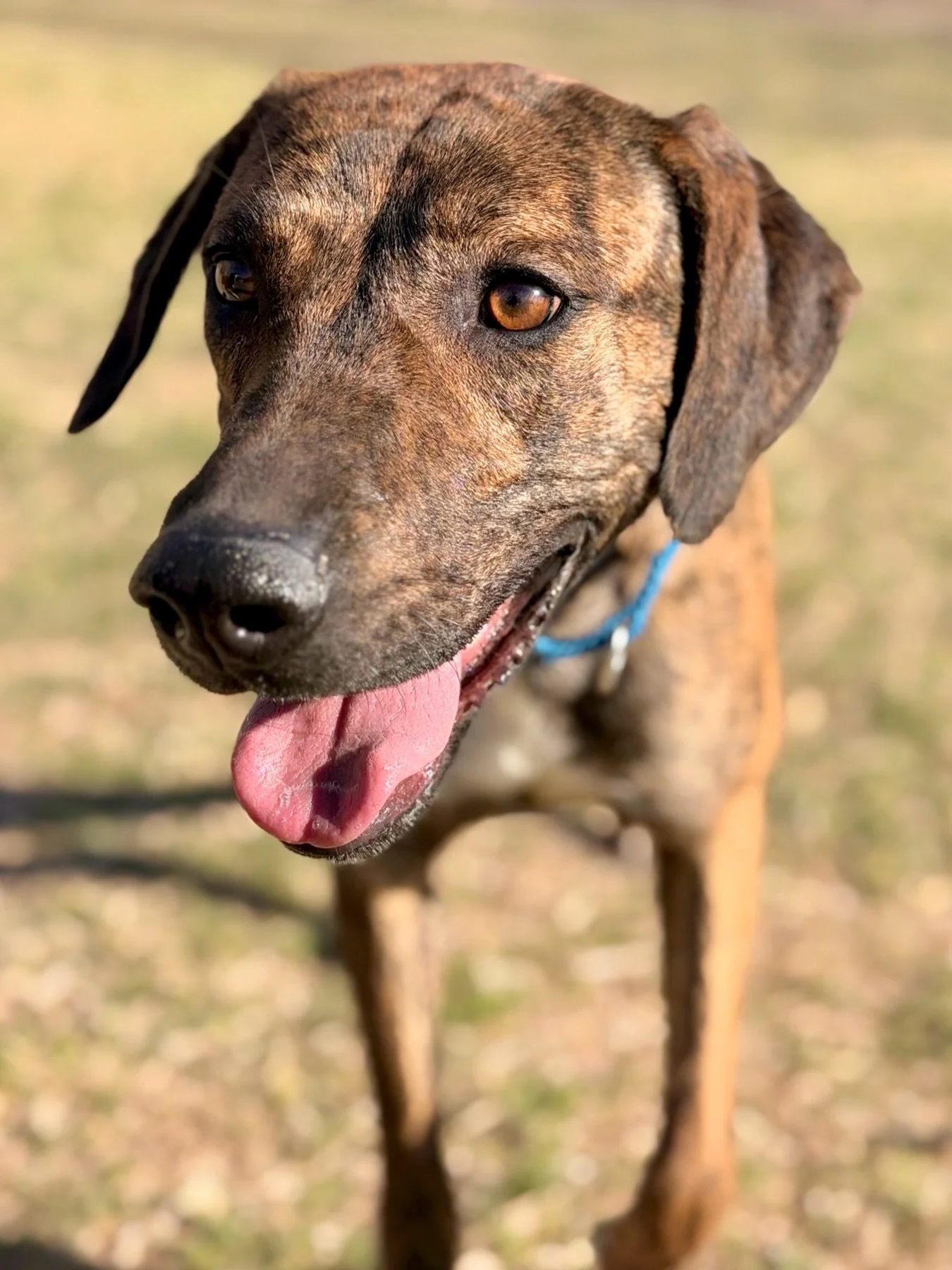 Adoptable brown-eyed girl, Bren is learning that the world can be a warm, sunny and safe place.

She was dumped near the rodeo grounds in Pecos and is now safe in foster care in Terlingua, slowly learning that life can be calm and predictable. Bren i