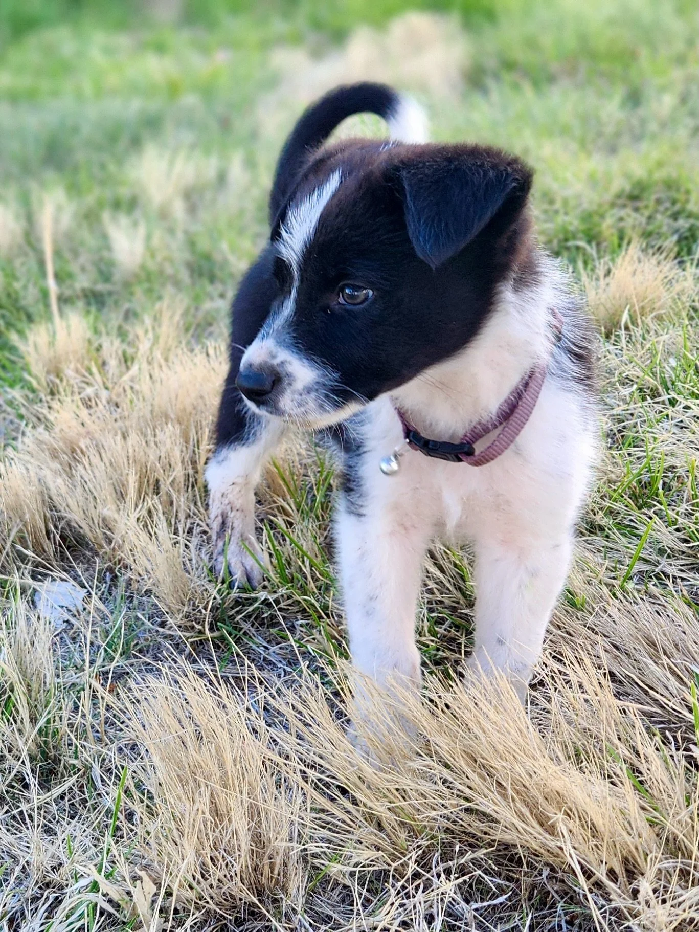 Dugan spent the weekend running errands, thrashing his toys, napping with his foster buddies and taking stock of his post-shelter life upgrade from some grassy hideouts and his comfy couch. At 10 weeks old and 10 pounds, this confident puppy lives li