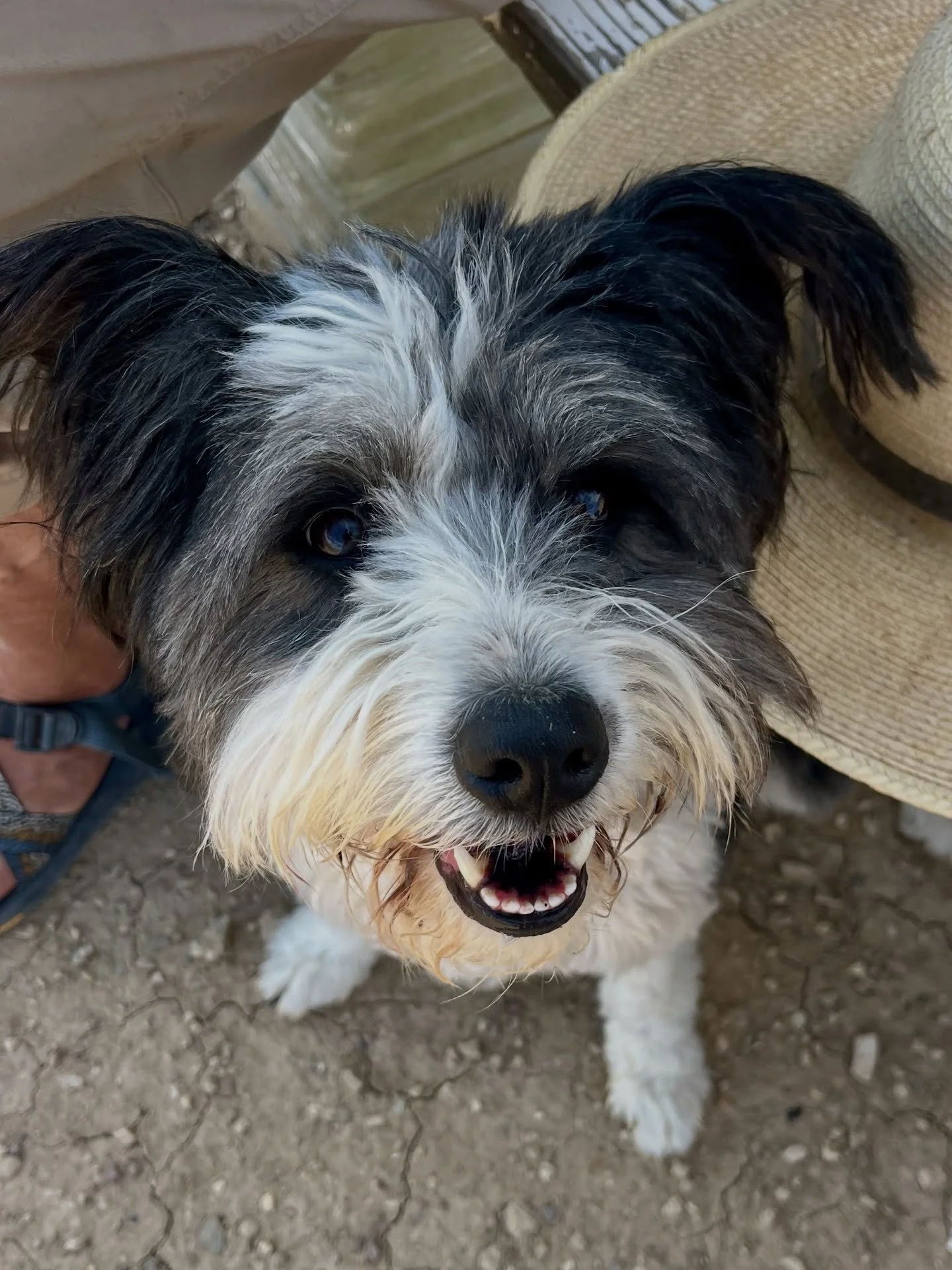 Through no fault of her own, adopted-last-year Leni is back in her familiar foster home. A family tragedy struck her guardian and we are happy that we could be there to offer safe haven to a great dog and much-needed support to a grieving human. 

Le