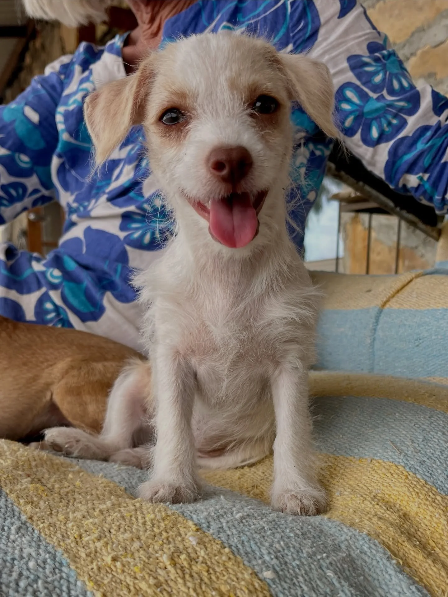 Have you ever seen anything so cute? We&rsquo;re experts when it comes to cute dogs and even we find ourselves in tongue-tied awe around little Clover. 

If you&rsquo;re looking for a sidekick, this green eyed soft scruff is the extraordinary in ever
