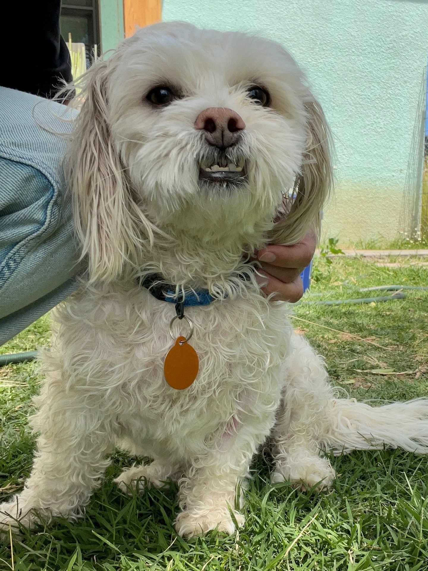 We are shaking things up this week! With a cute lil puppy, a scruff with an underbite, and a super smol kitten all adoptable and heading to Pet Marfa for meet and greets through this weekend!

Here&rsquo;s who you can meet:
🐾 Friday, May 1: 11am-1pm